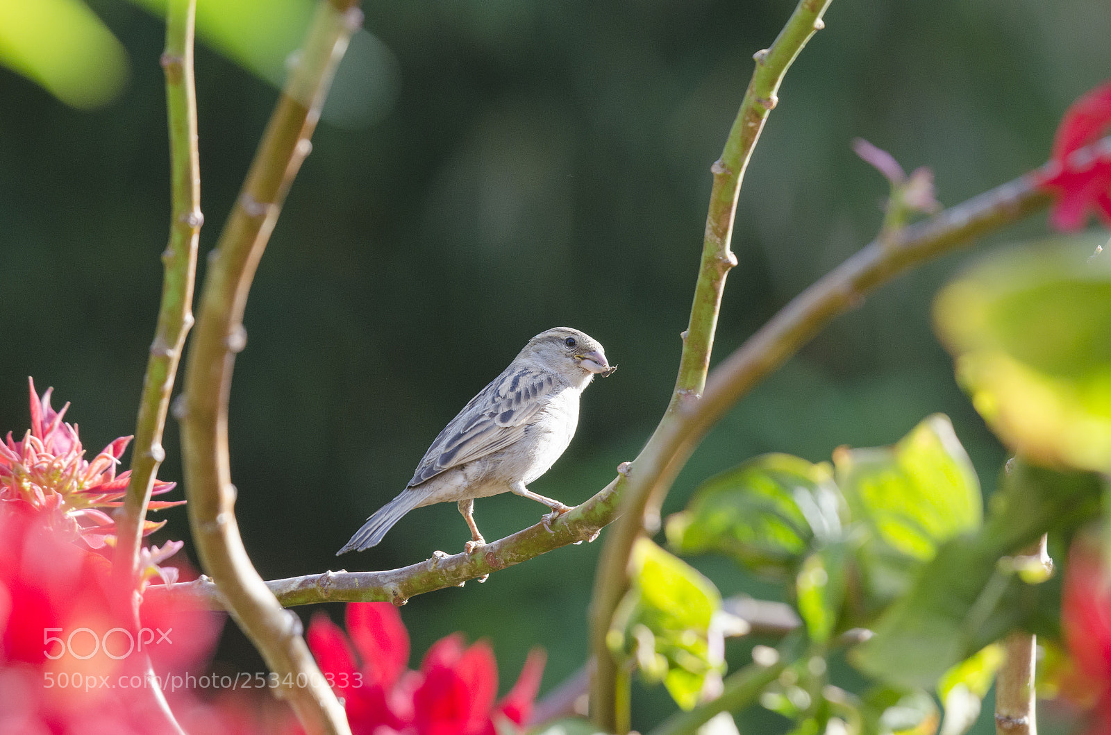 Nikon D5100 sample photo. Little sparrow !! photography