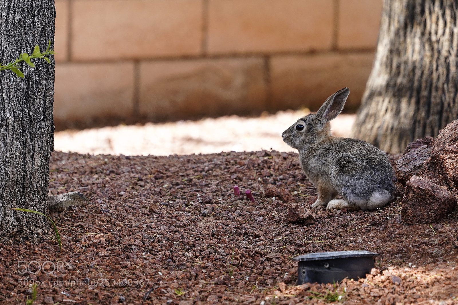 Sony a7 III sample photo. Backyard cottontail  photography