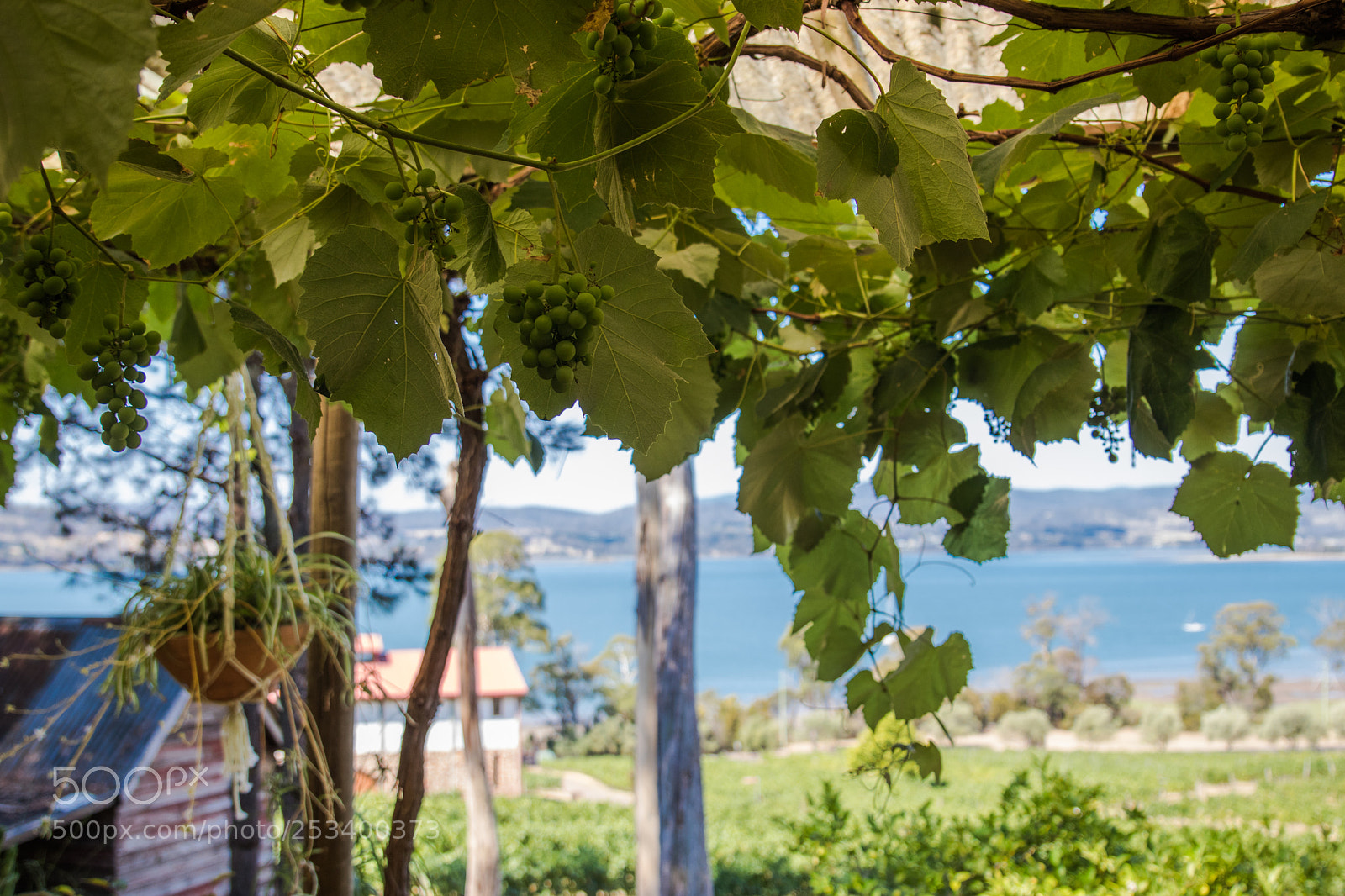 Canon EOS 80D sample photo. Tamar valley winery 2 photography
