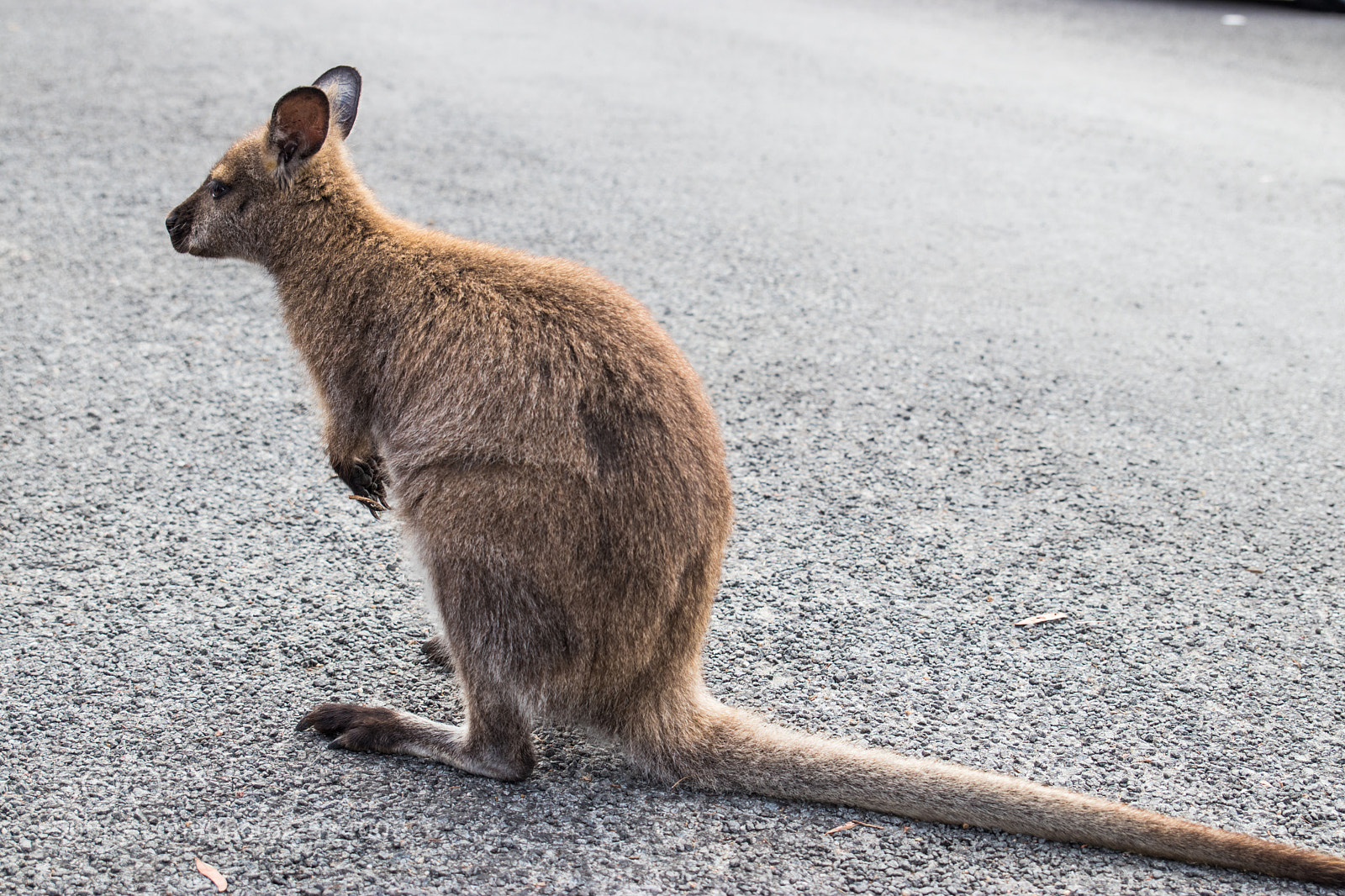 Canon EOS 80D sample photo. Cute wallaby 2 photography