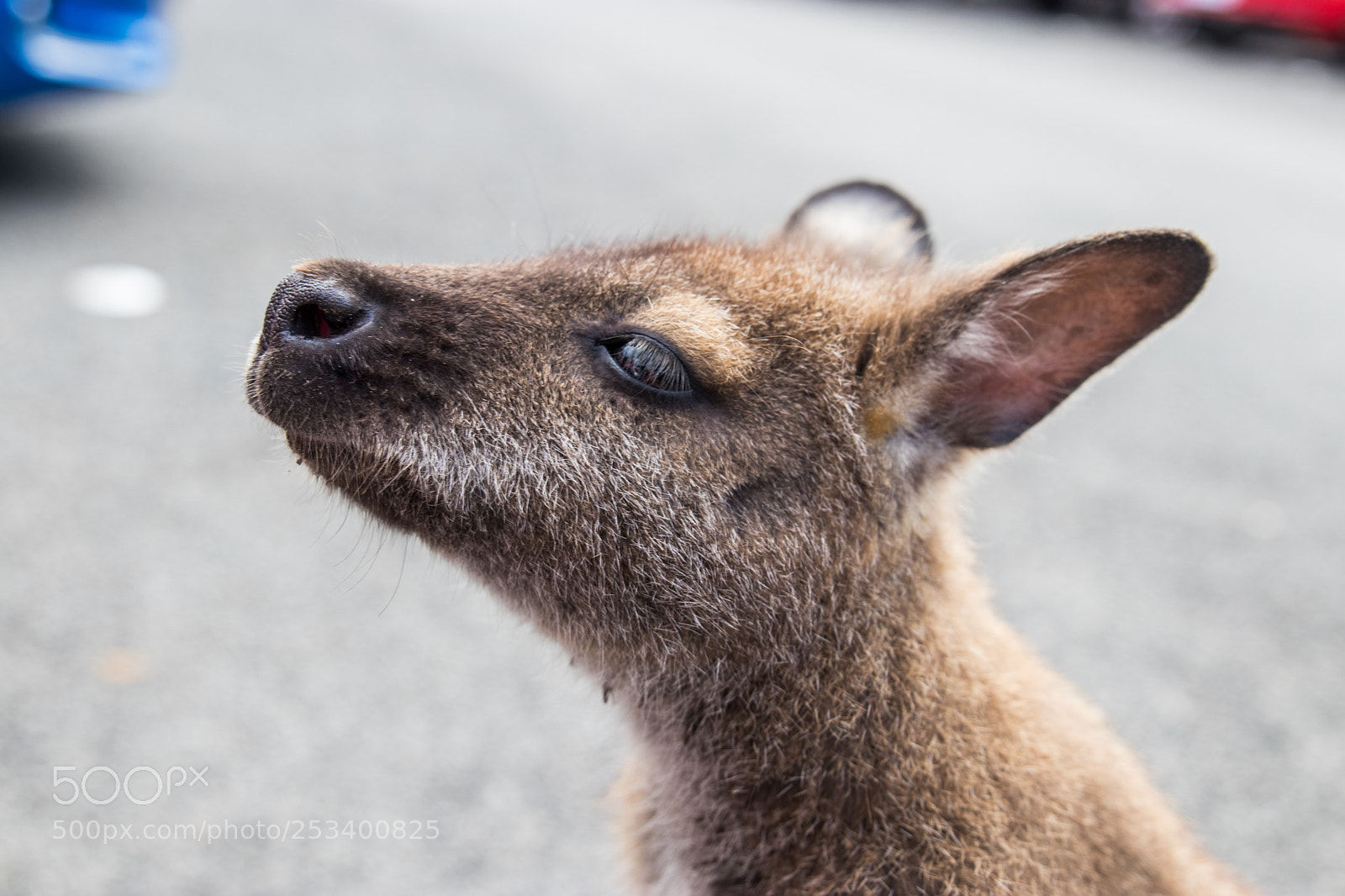 Canon EOS 80D sample photo. Cute wallaby photography