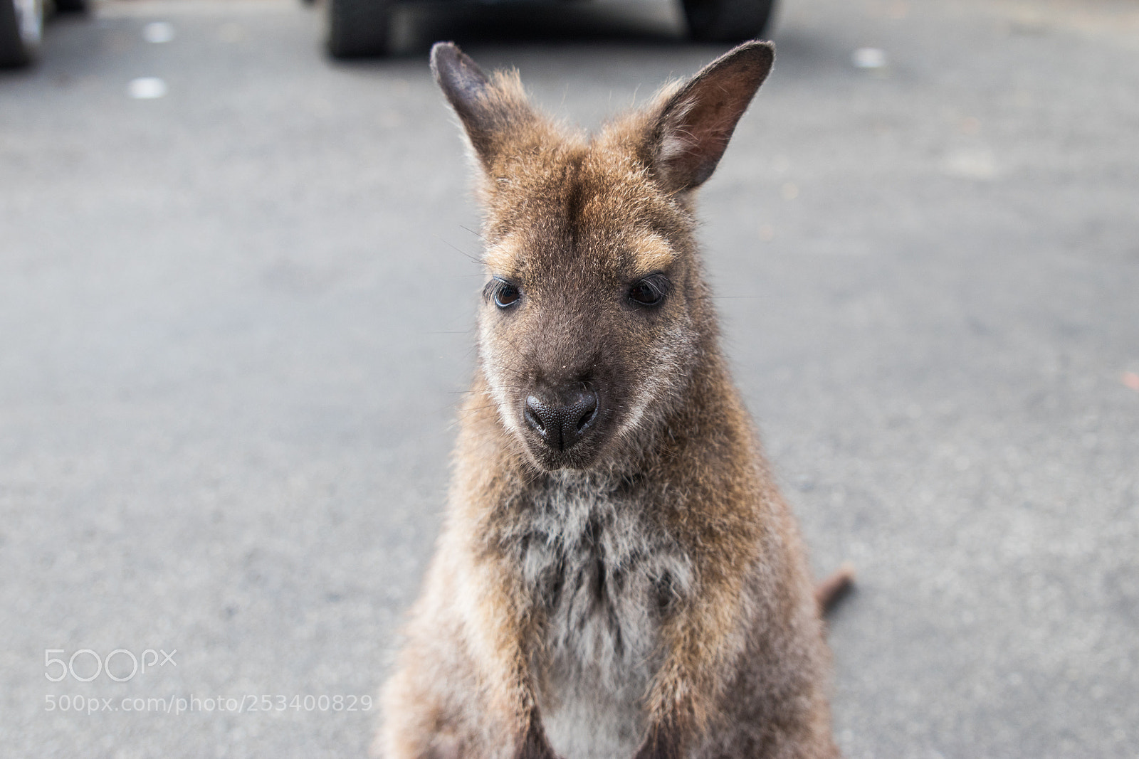 Canon EOS 80D sample photo. Cute wallaby 3 photography