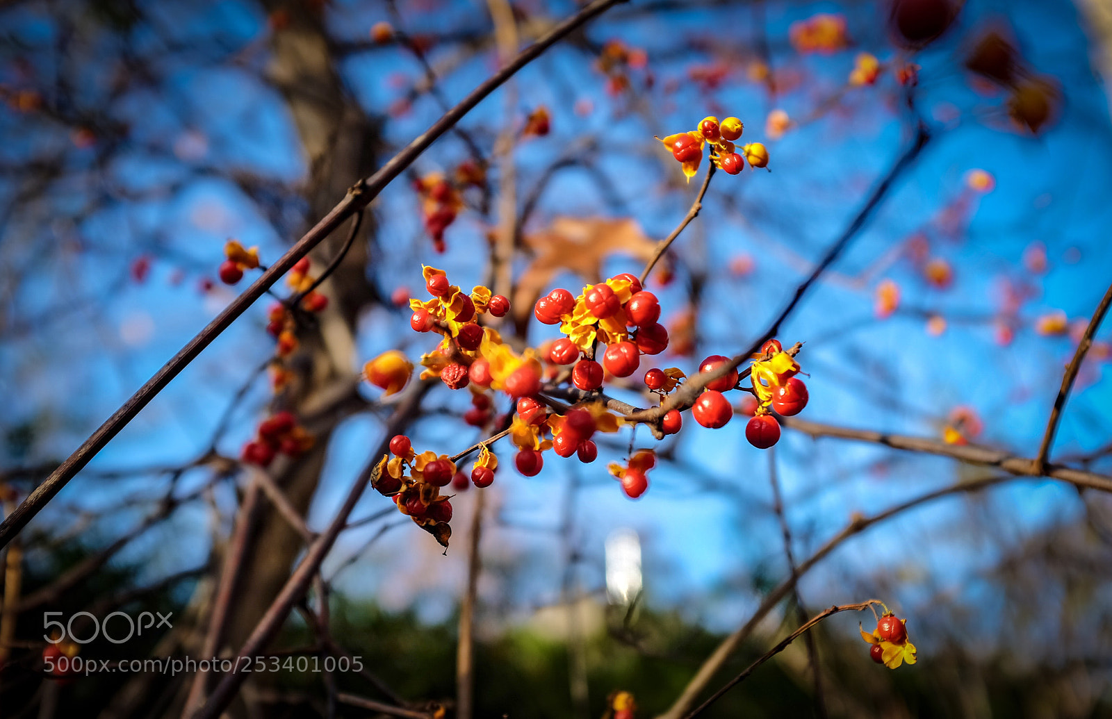 Fujifilm X100S sample photo. Wild berries  photography
