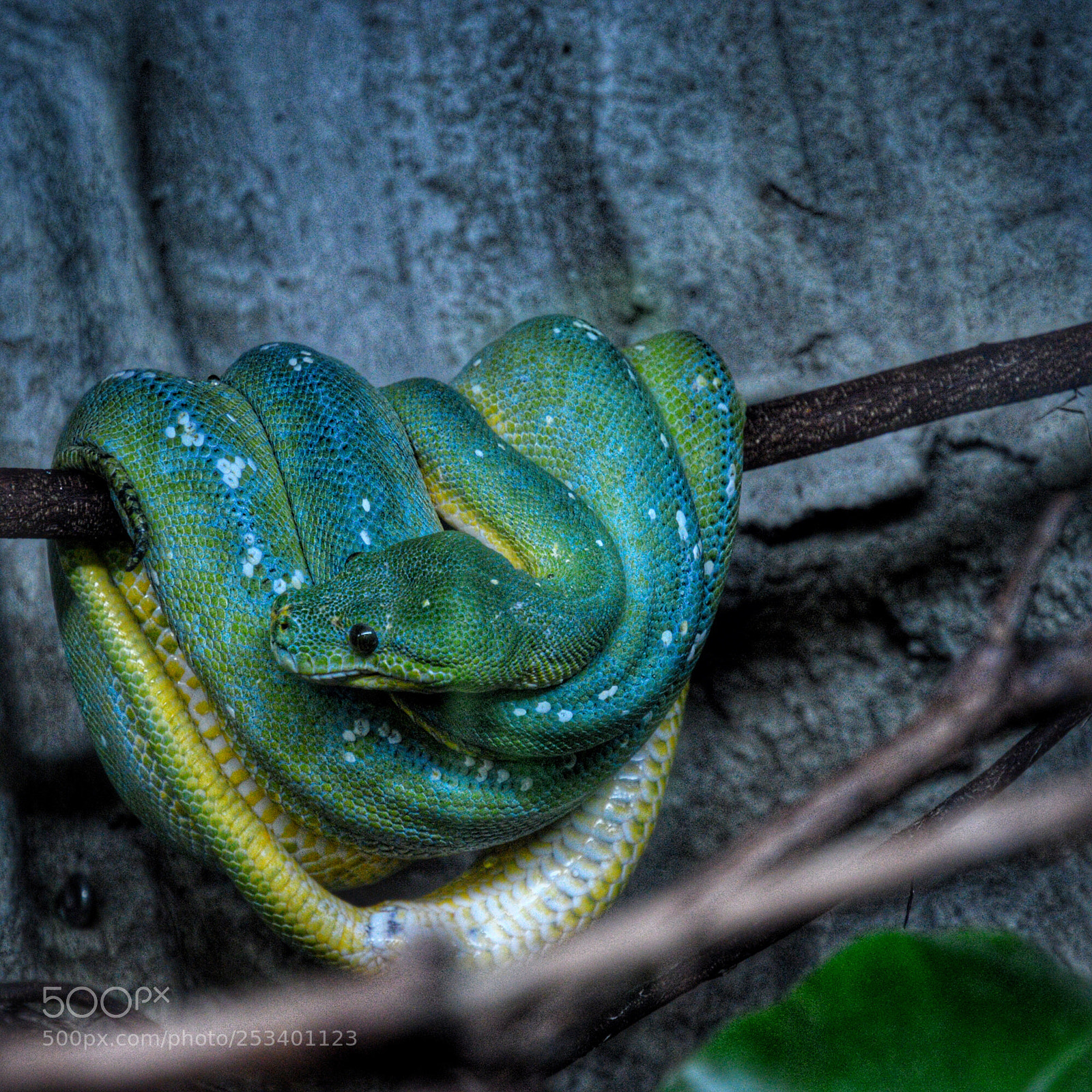 Nikon D3200 sample photo. Green snake photography