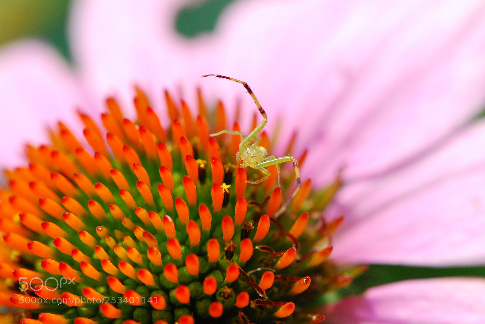 Nikon D80 sample photo. Spider and its flower photography