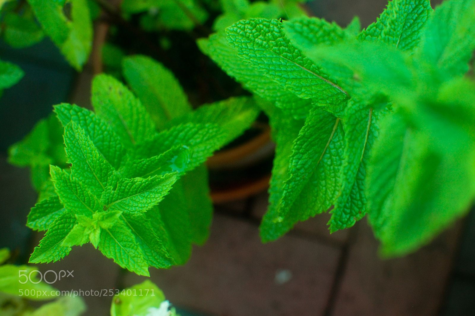 Nikon D40 sample photo. Order in nature photography