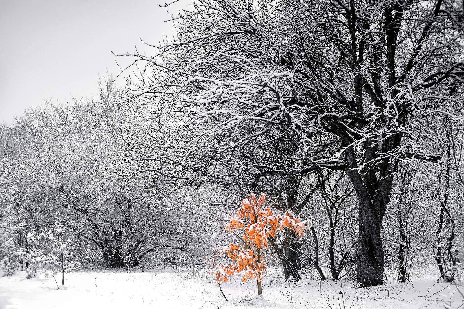 Nikon D800E sample photo. One photography