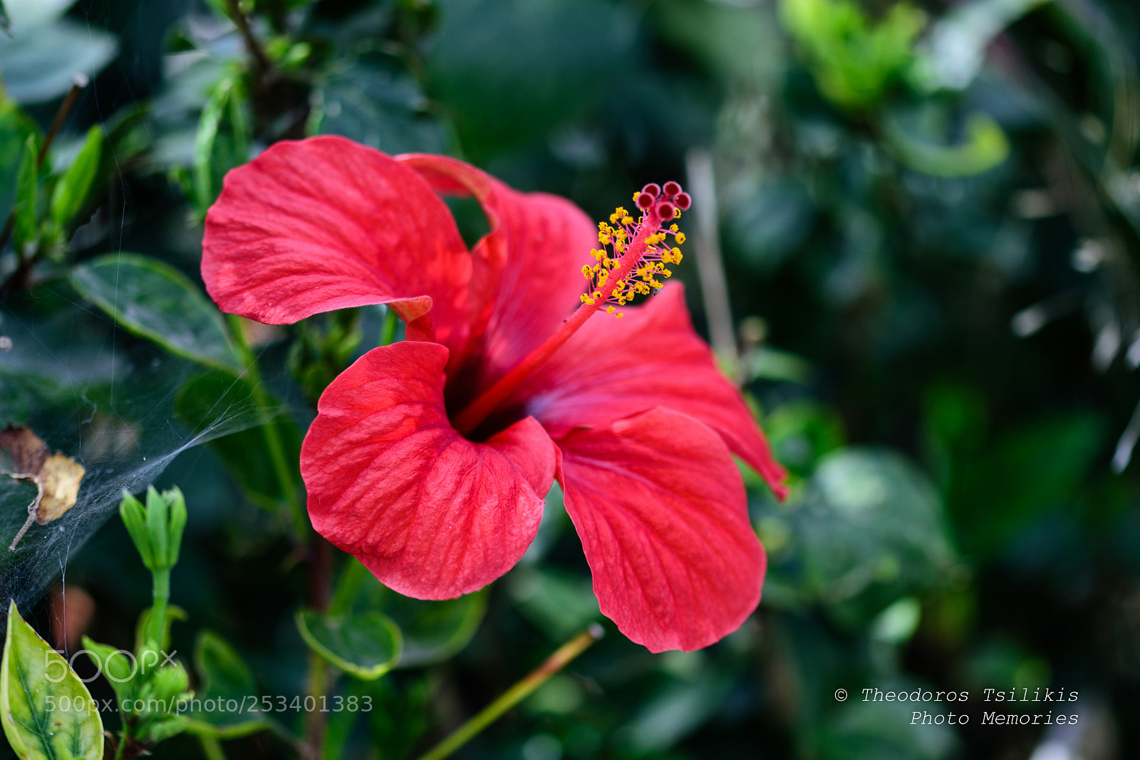 Nikon D7200 sample photo. Hibiscus photography