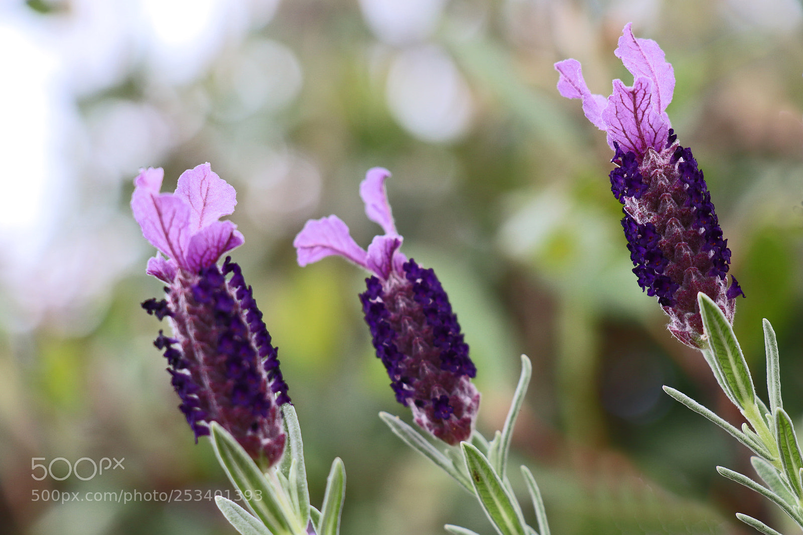 Canon EOS M50 (EOS Kiss M) sample photo. Three of a kind photography