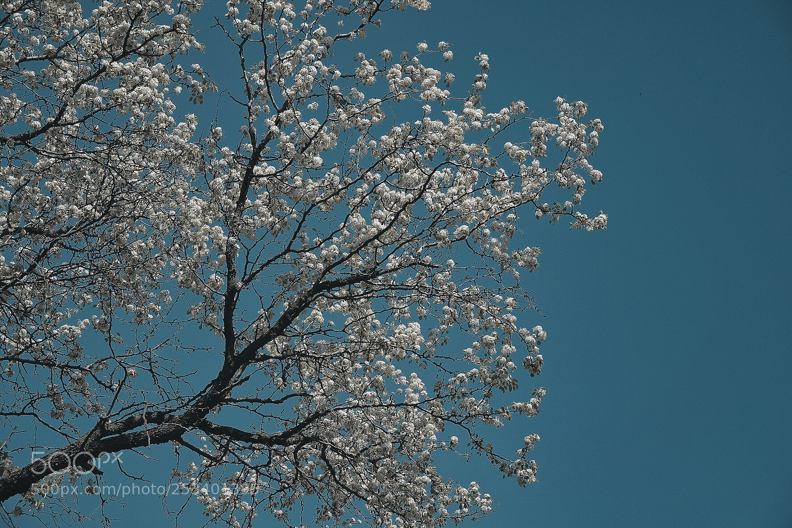 Fujifilm X-T20 sample photo. Untitled photography