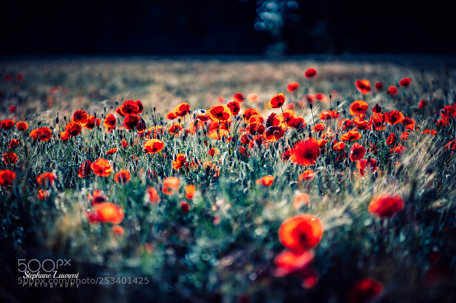 Sony a7 sample photo. Poppies and wheat photography