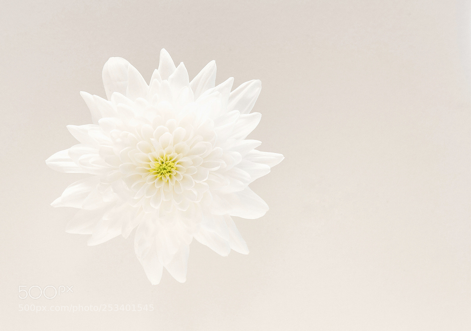 Canon EOS 60D sample photo. White on white photography