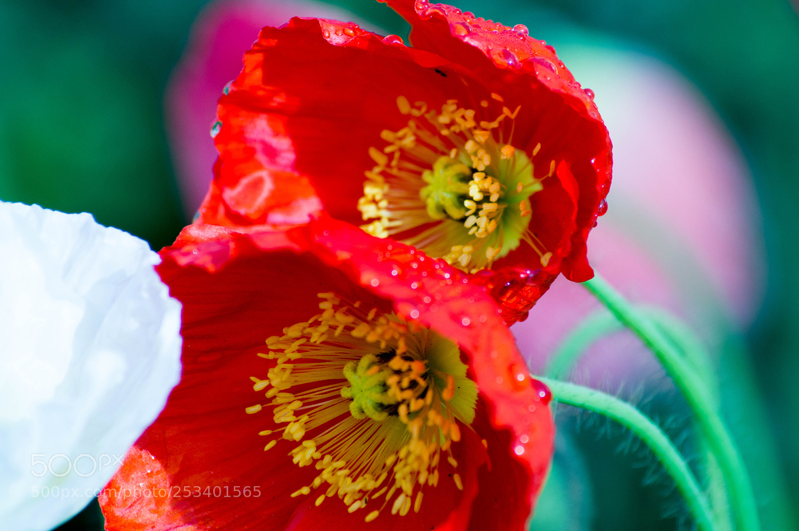 Nikon D3200 sample photo. California red poppies photography