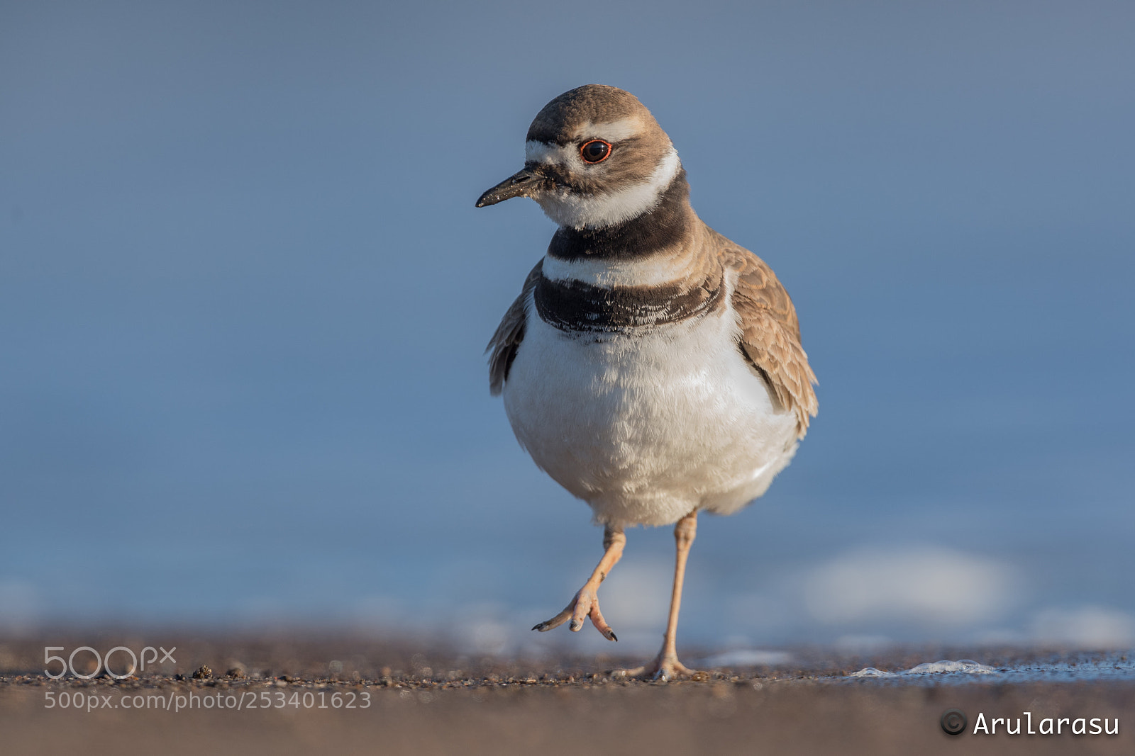 Nikon D750 sample photo. Killdeer..! photography