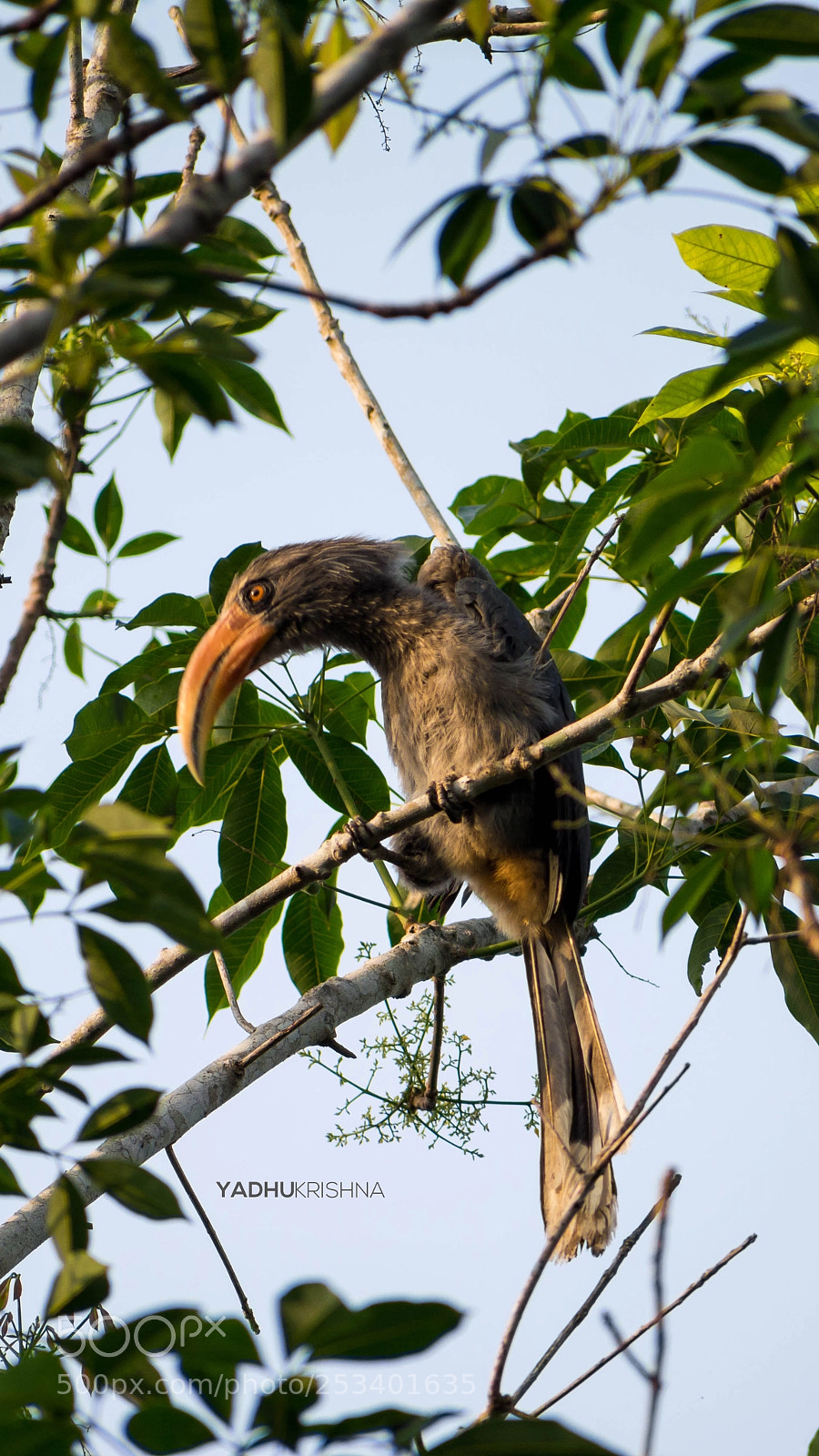 Nikon D5200 sample photo. Hornbill on the move.. photography