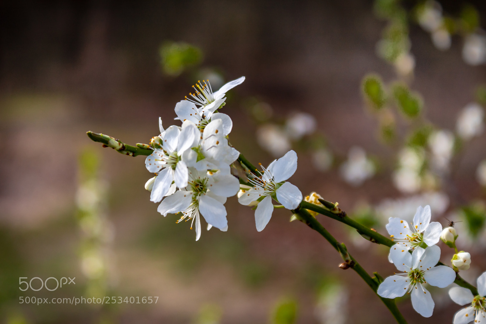 Canon EOS 1300D (EOS Rebel T6 / EOS Kiss X80) sample photo. White flower photography