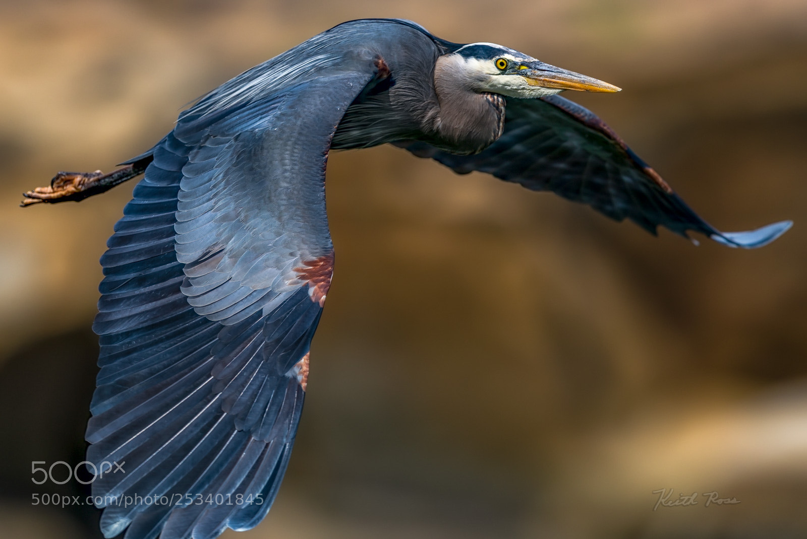 Canon EOS-1D X Mark II sample photo. 620. great blue heron photography