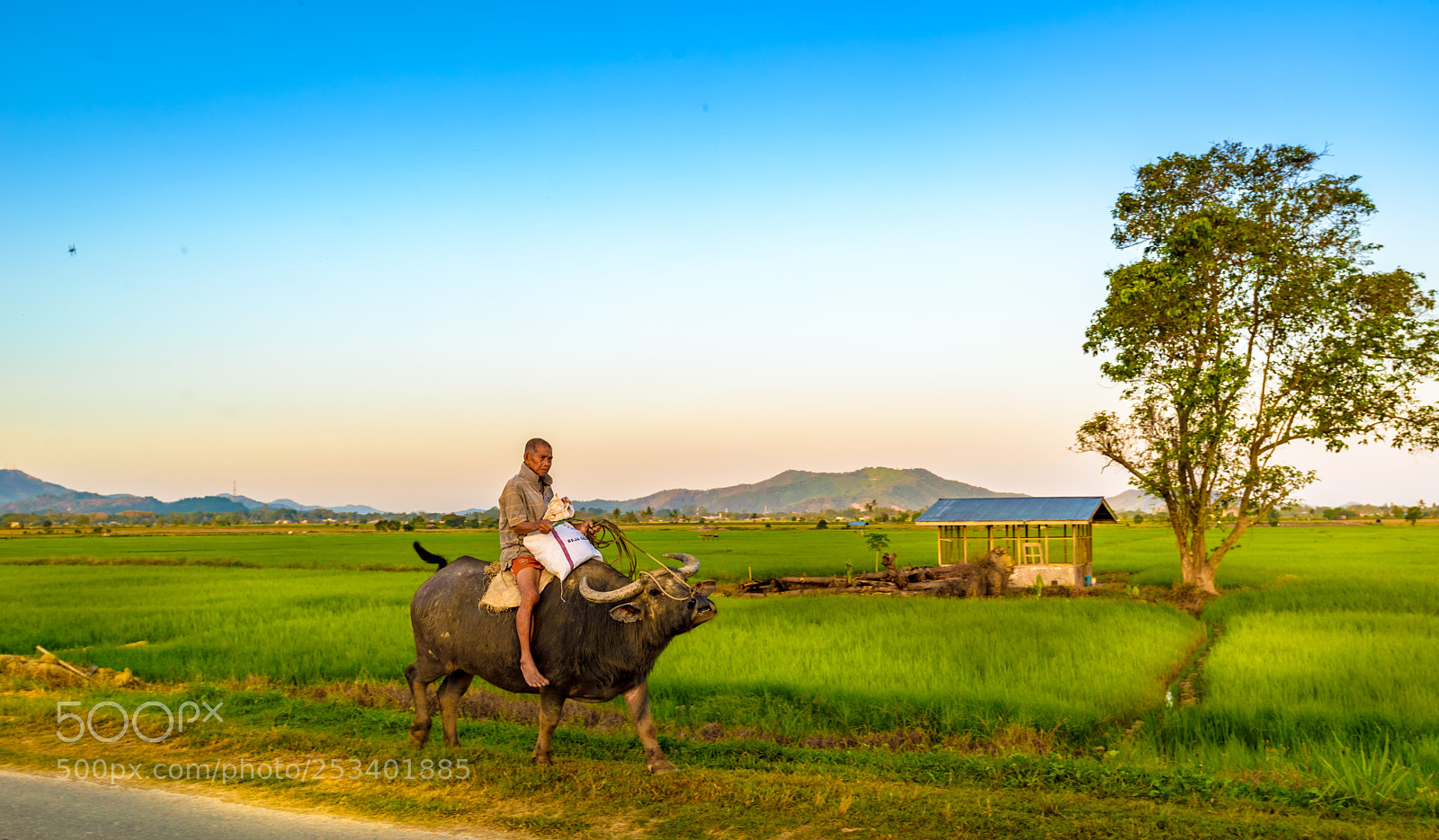 Nikon D600 sample photo. The old cowboy.我骑着牛牛上班去。。。 photography