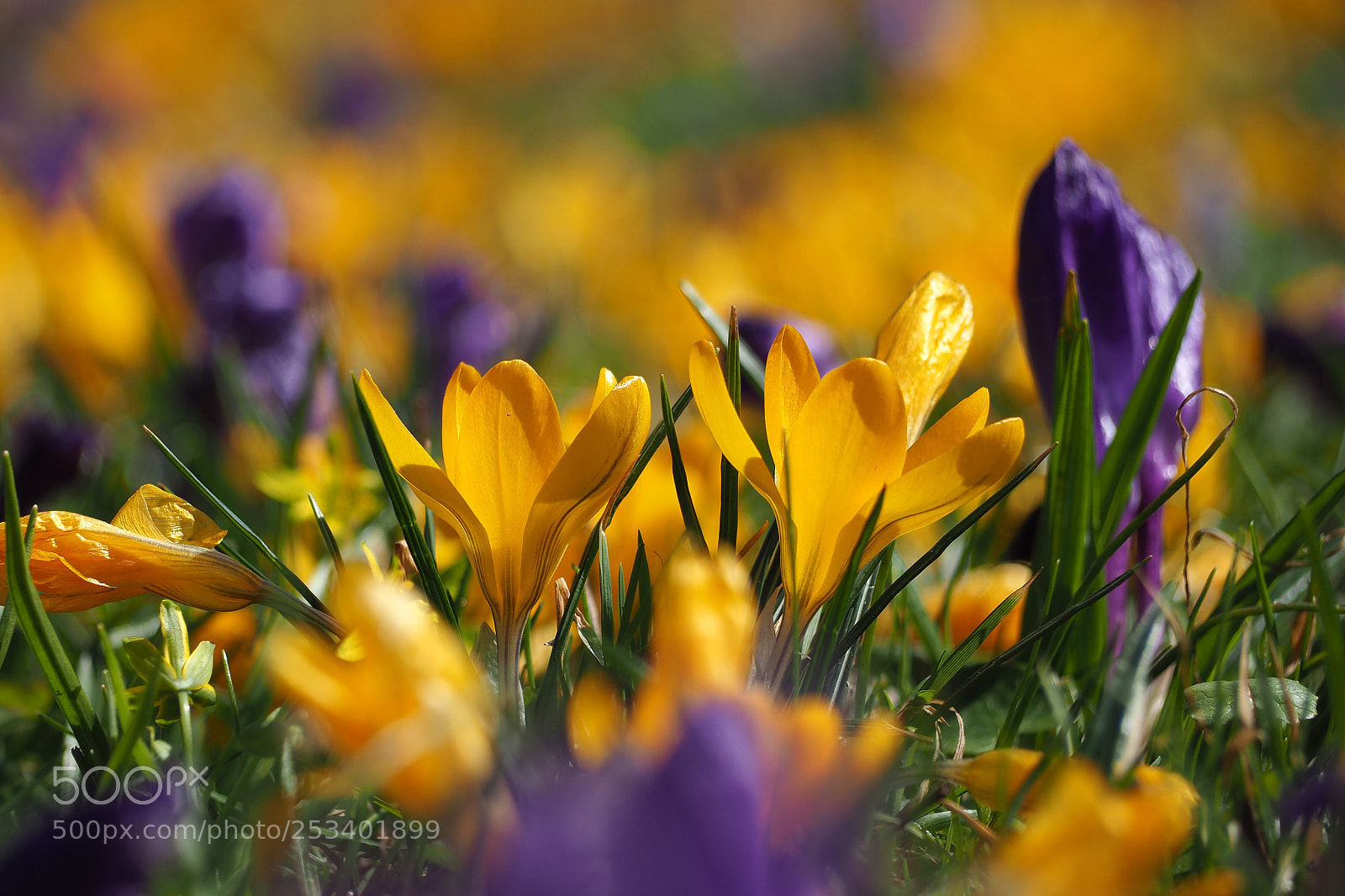 Olympus OM-D E-M10 II sample photo. Spring photography