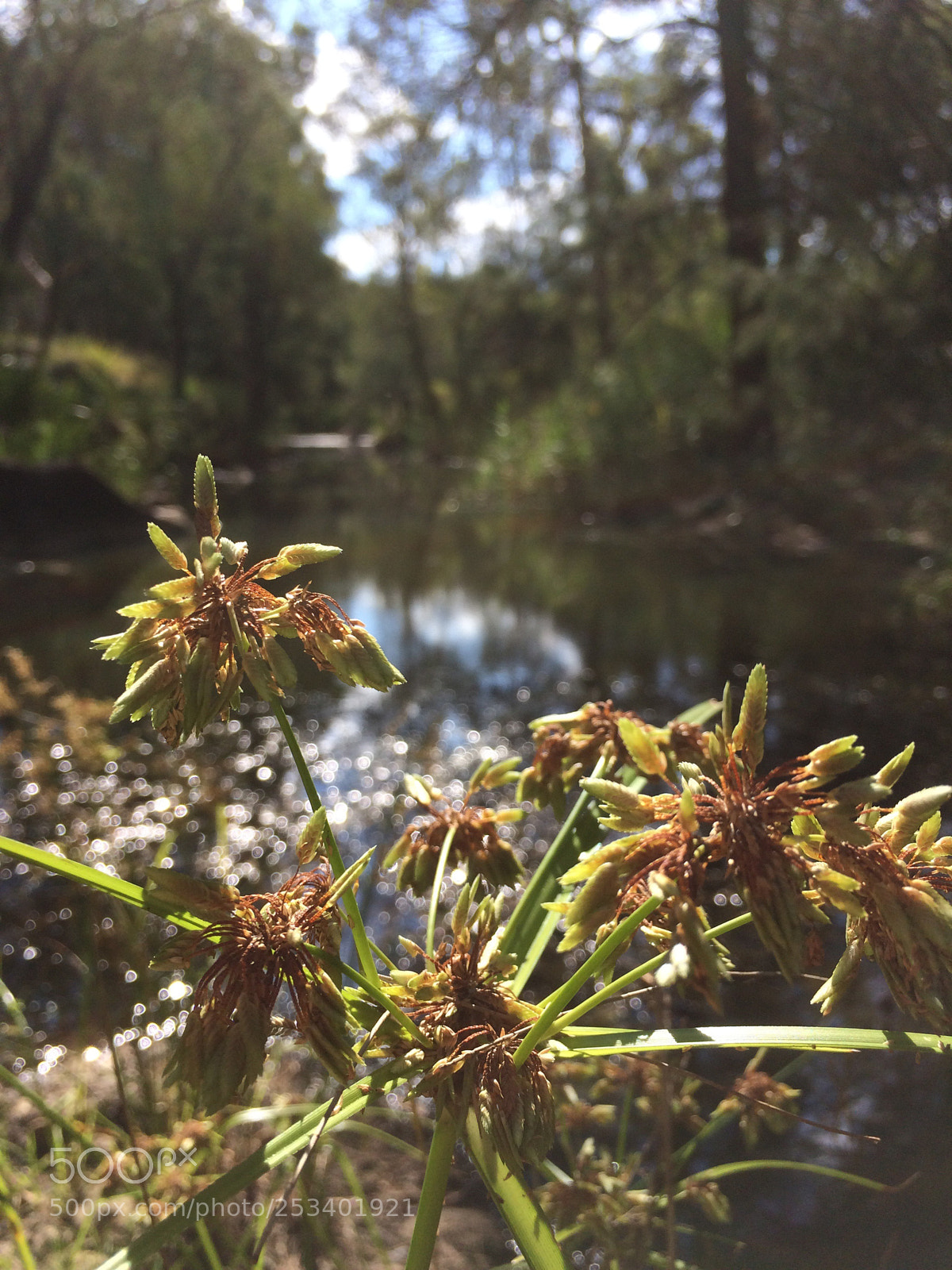 Apple iPhone 5s sample photo. Near the water photography