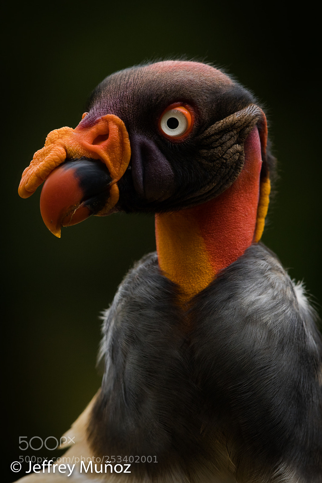Canon EOS 5D Mark IV sample photo. King vulture photography