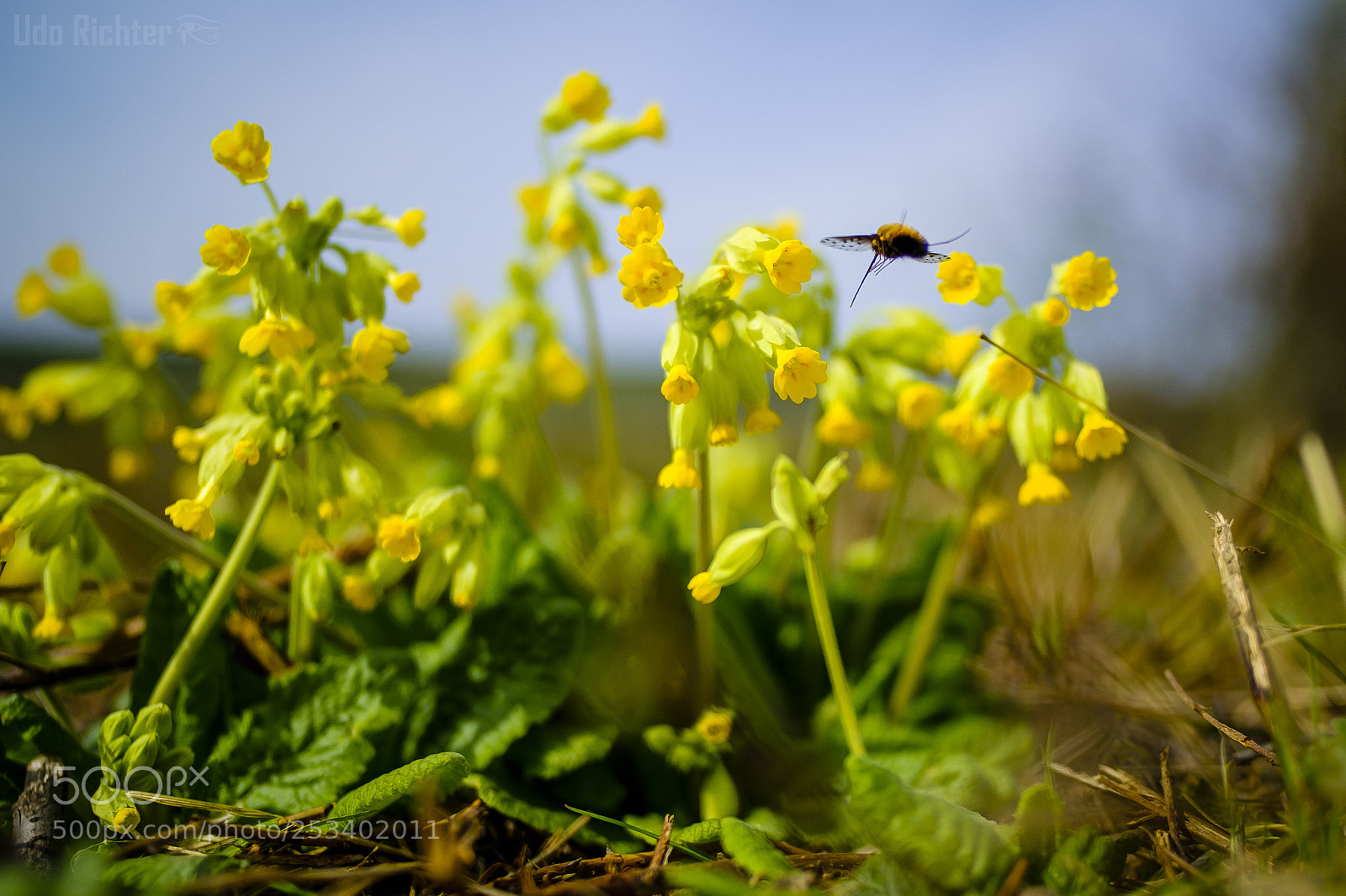 Fujifilm X-T20 sample photo. 'bee fly bombylius pictor photography
