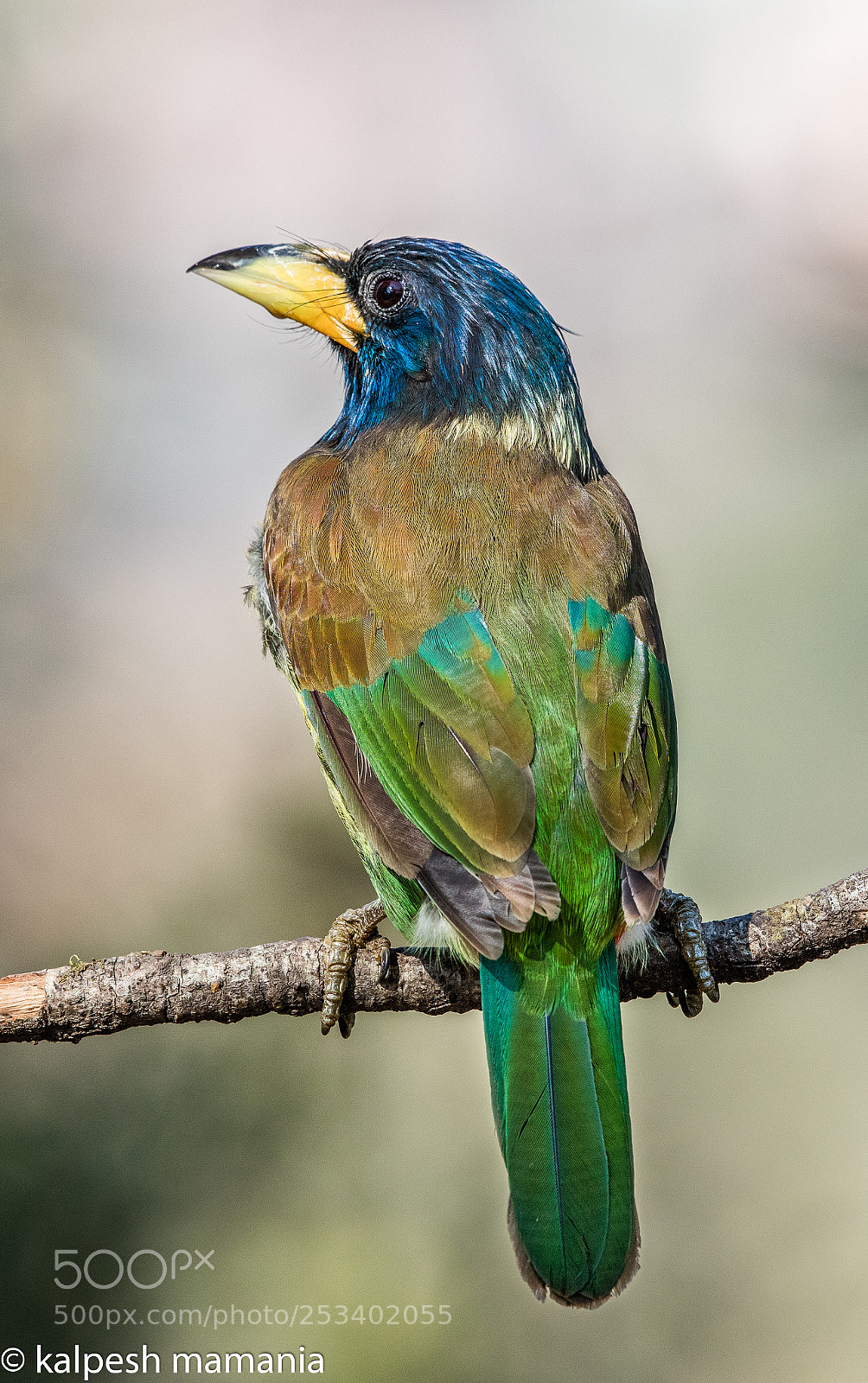 Canon EOS 5DS R sample photo. The great barbet. photography