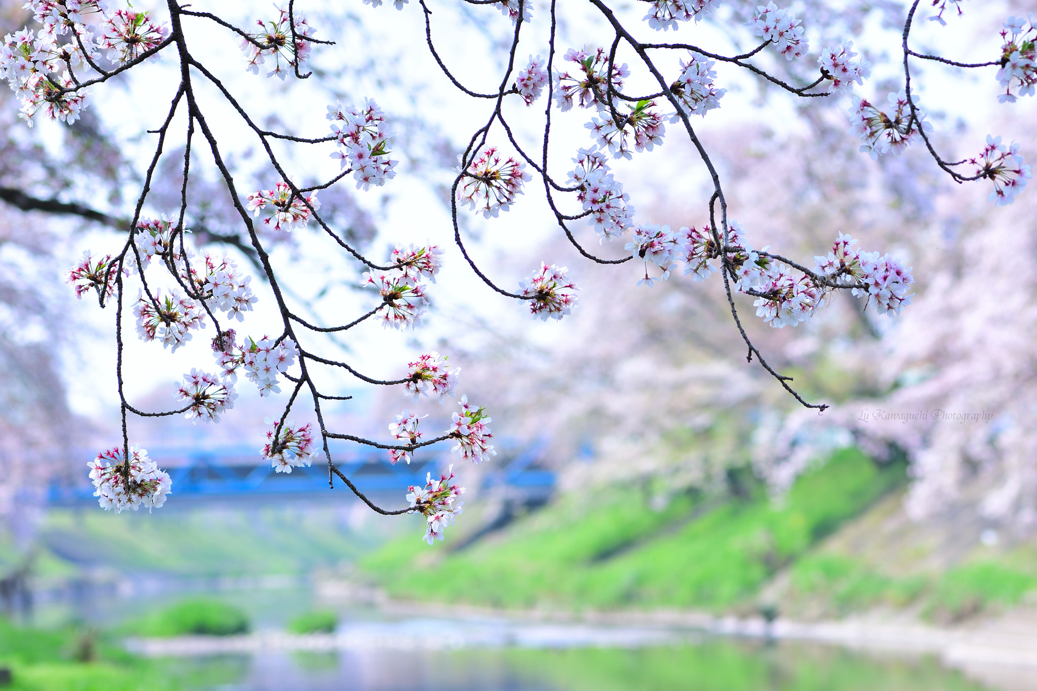 Nikon AF-S Micro-Nikkor 105mm F2.8G IF-ED VR sample photo. *sakua～~* photography