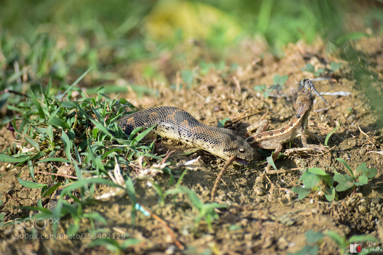 Nikon D5300 sample photo. A sanke's hunter photography