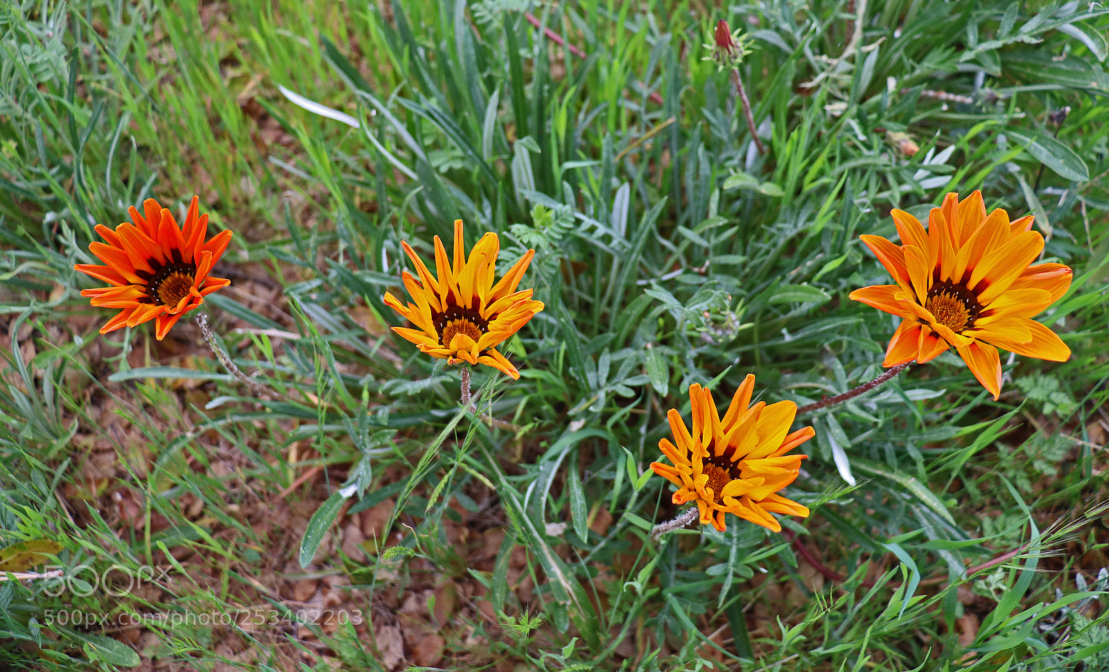 Canon EOS M50 (EOS Kiss M) sample photo. Four of a kind photography
