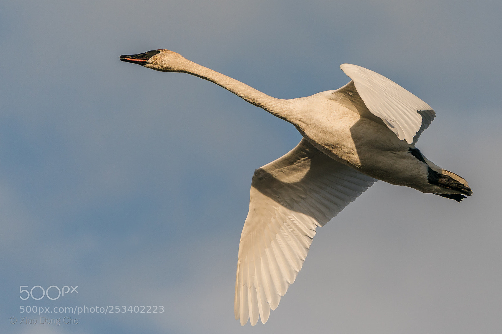 Sony a9 sample photo. Trumpeter swan in flight photography