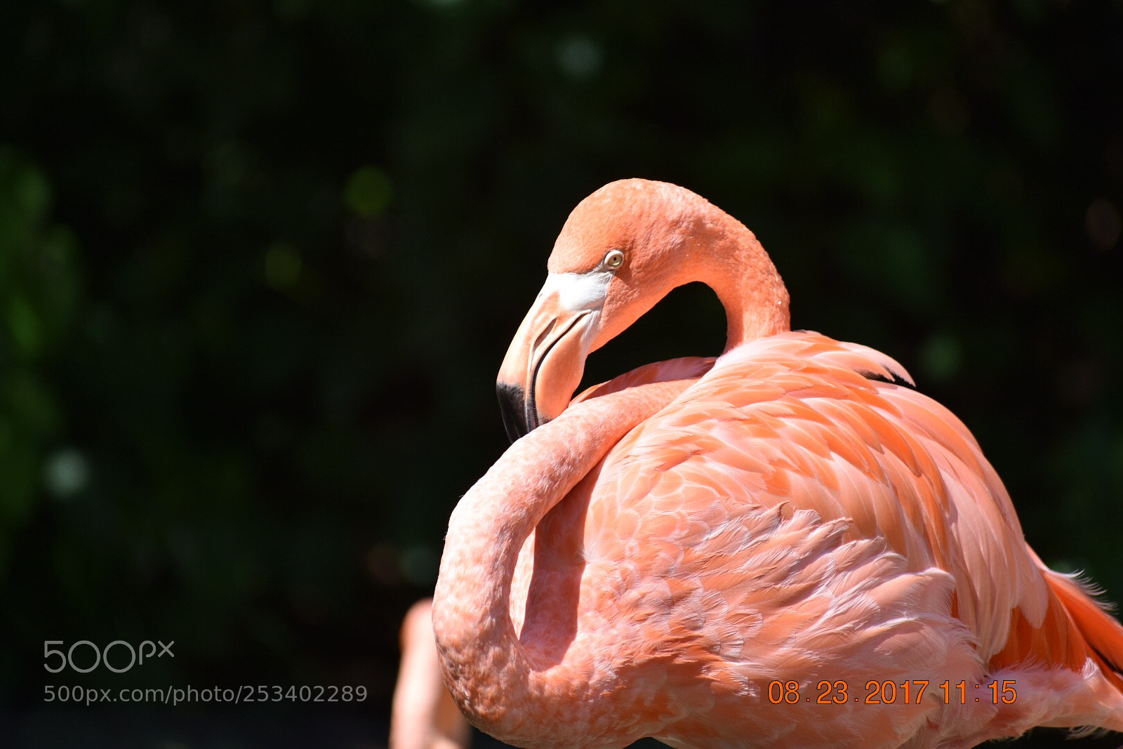 Nikon D3400 sample photo. Flamingo photography