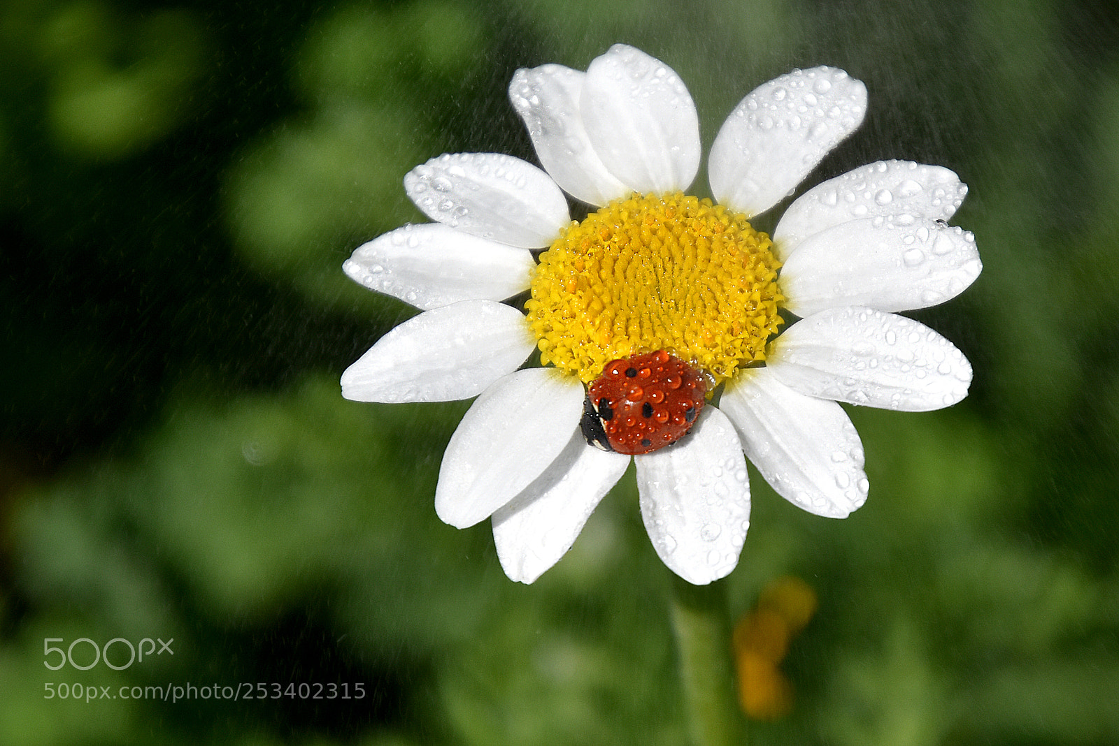 Nikon D5500 sample photo. Cuando llueve photography