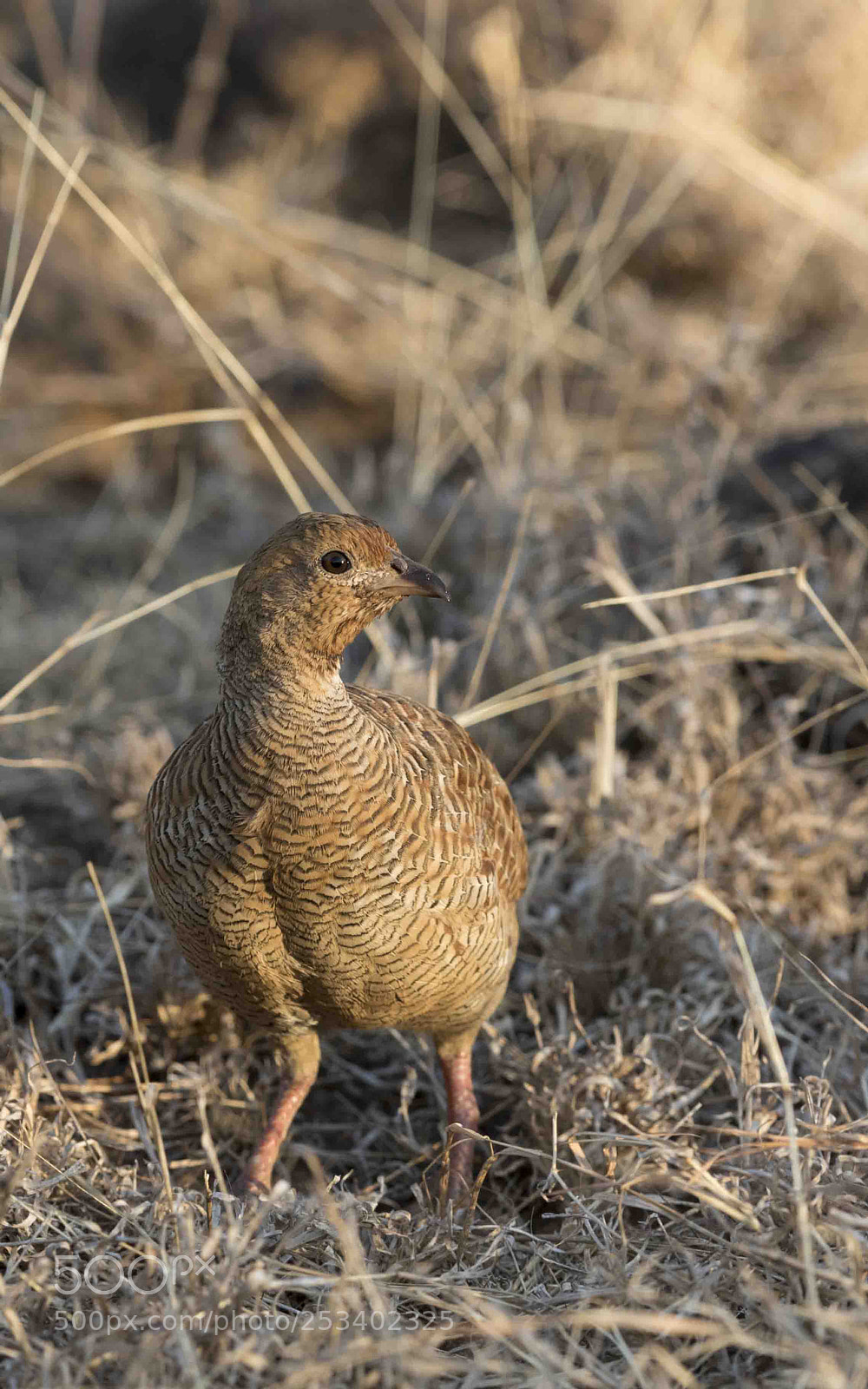 Canon EOS 7D Mark II sample photo. Grey francolin photography