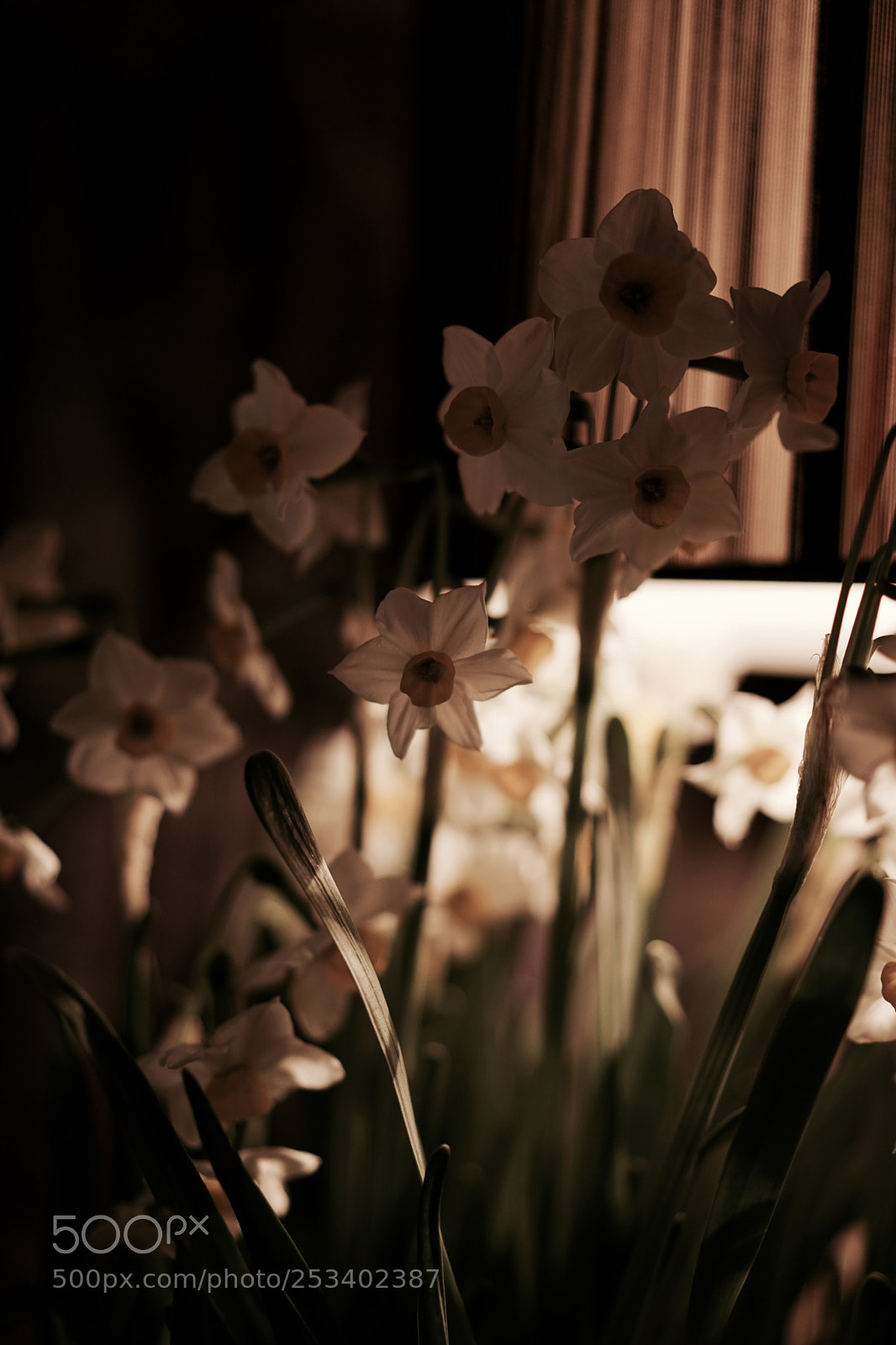 Sony a7 II sample photo. Untitled photography