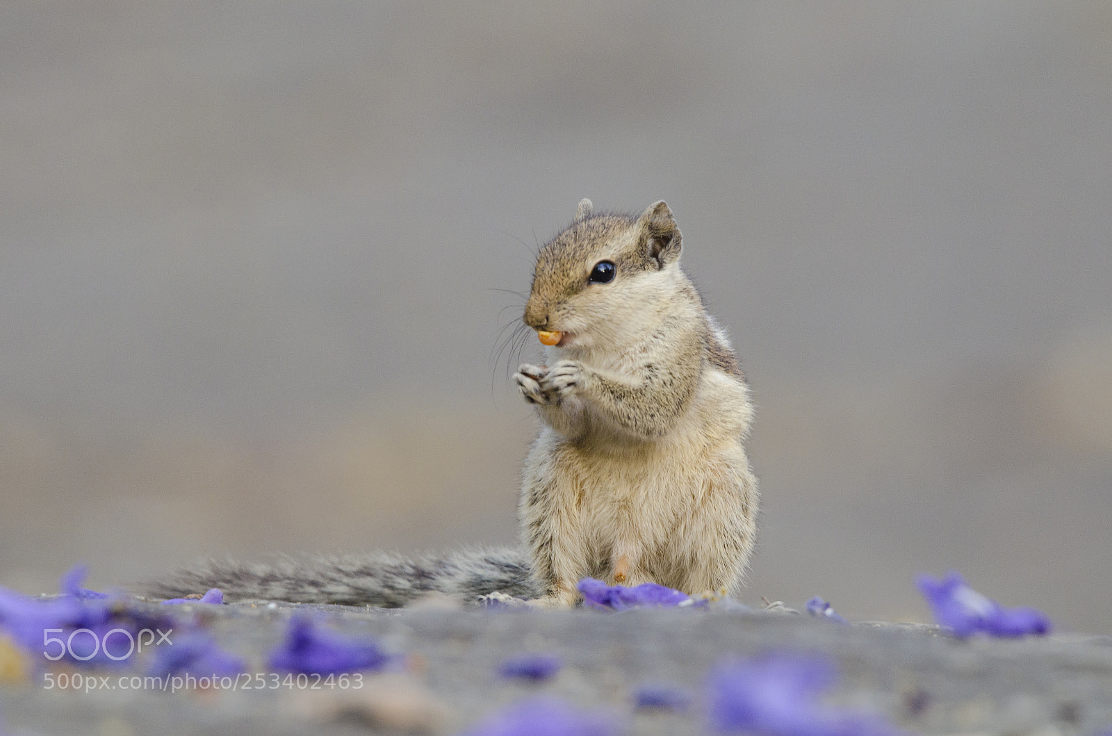 Nikon D5100 sample photo. Having a snack !! photography