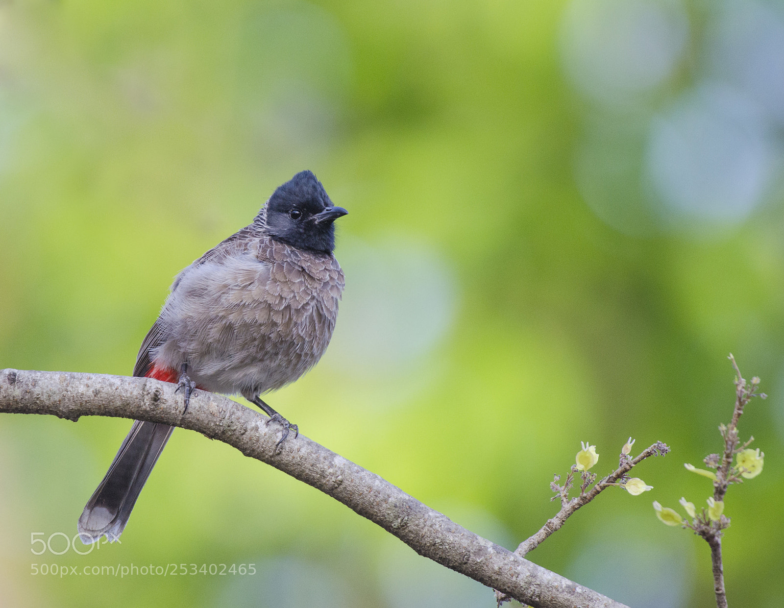 Nikon D5100 sample photo. Red-vented bulbul !! photography