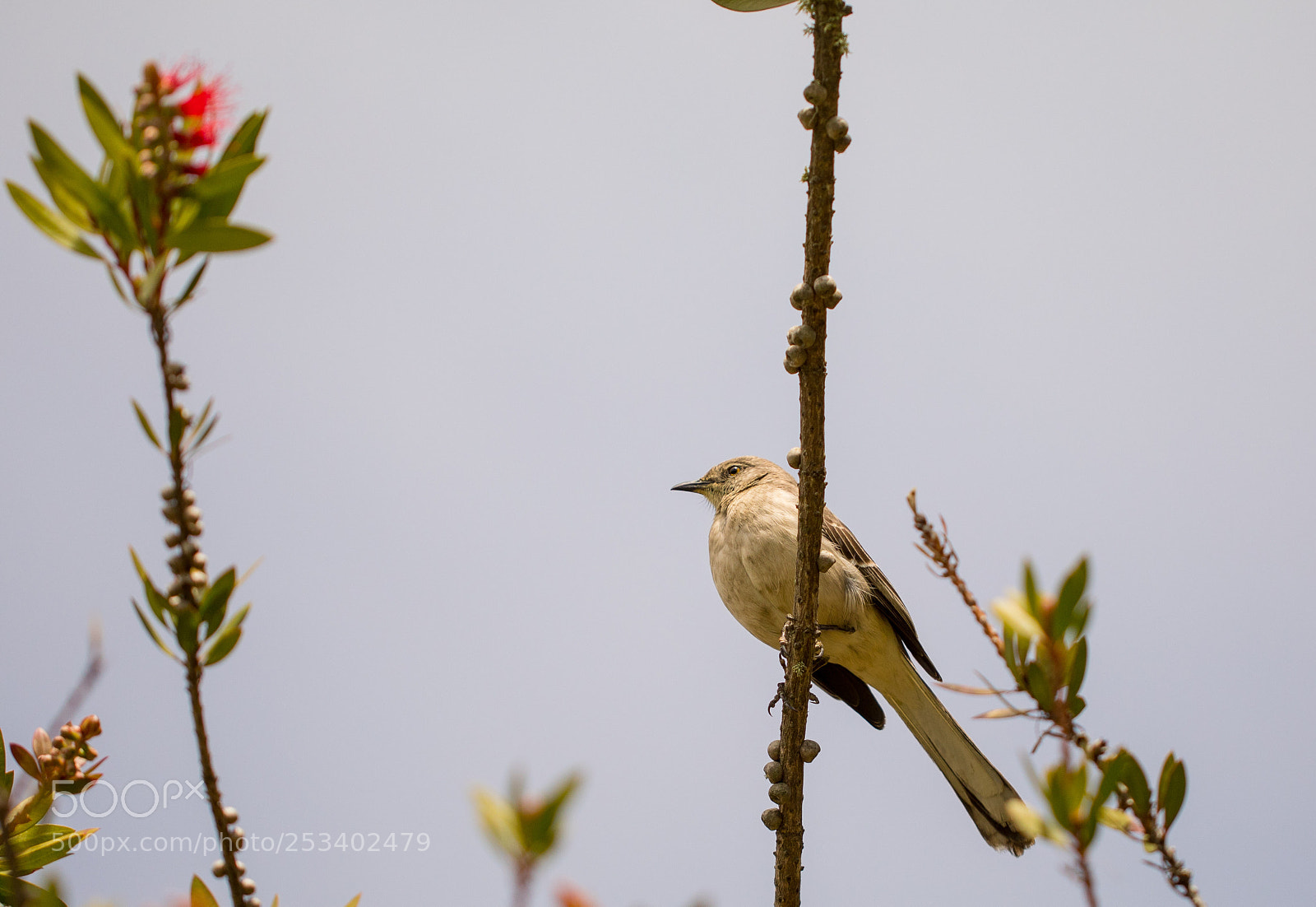 Canon EOS 5D Mark IV sample photo. Bird photography