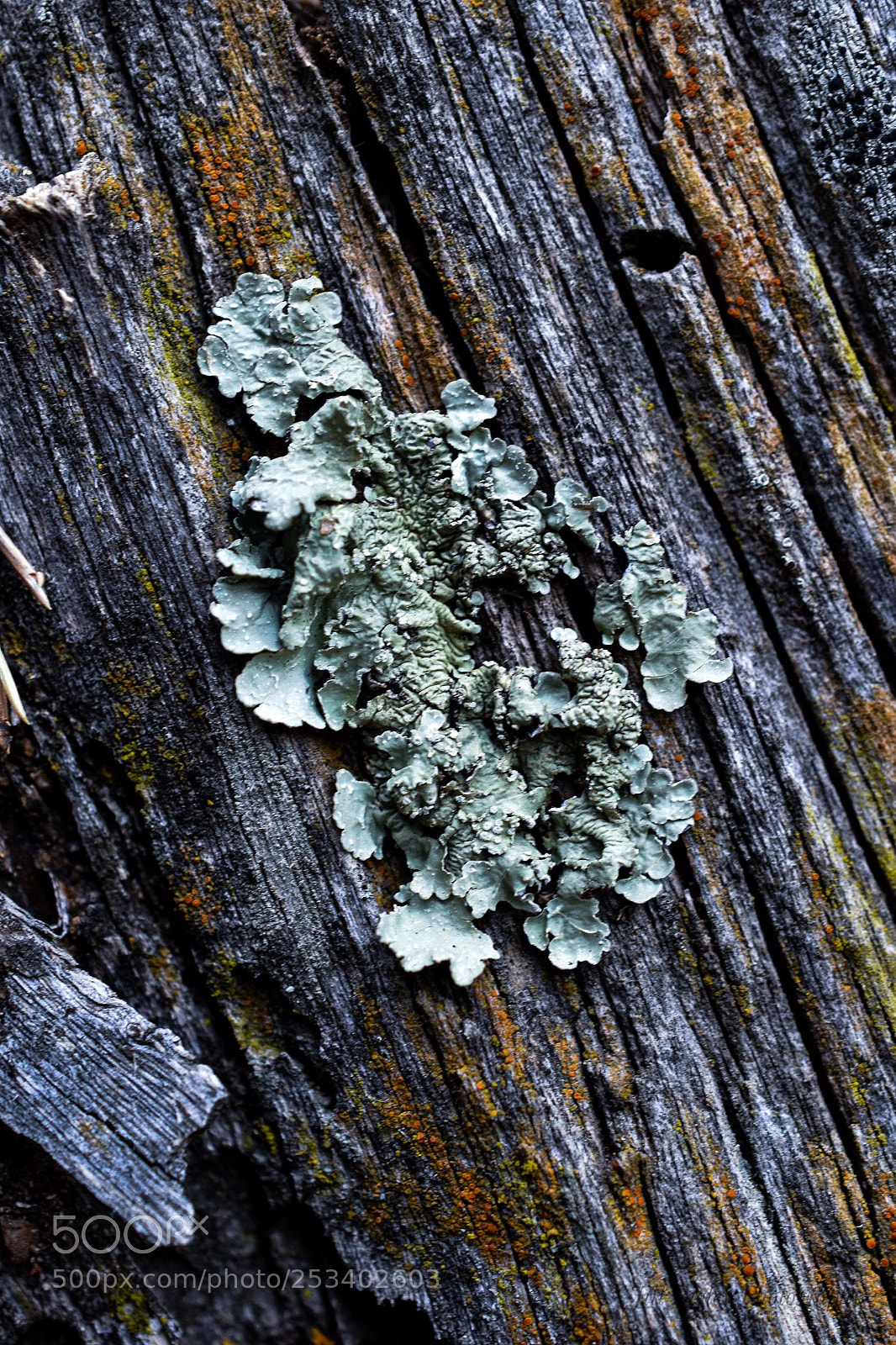 Nikon D5600 sample photo. Old tree trunk photography