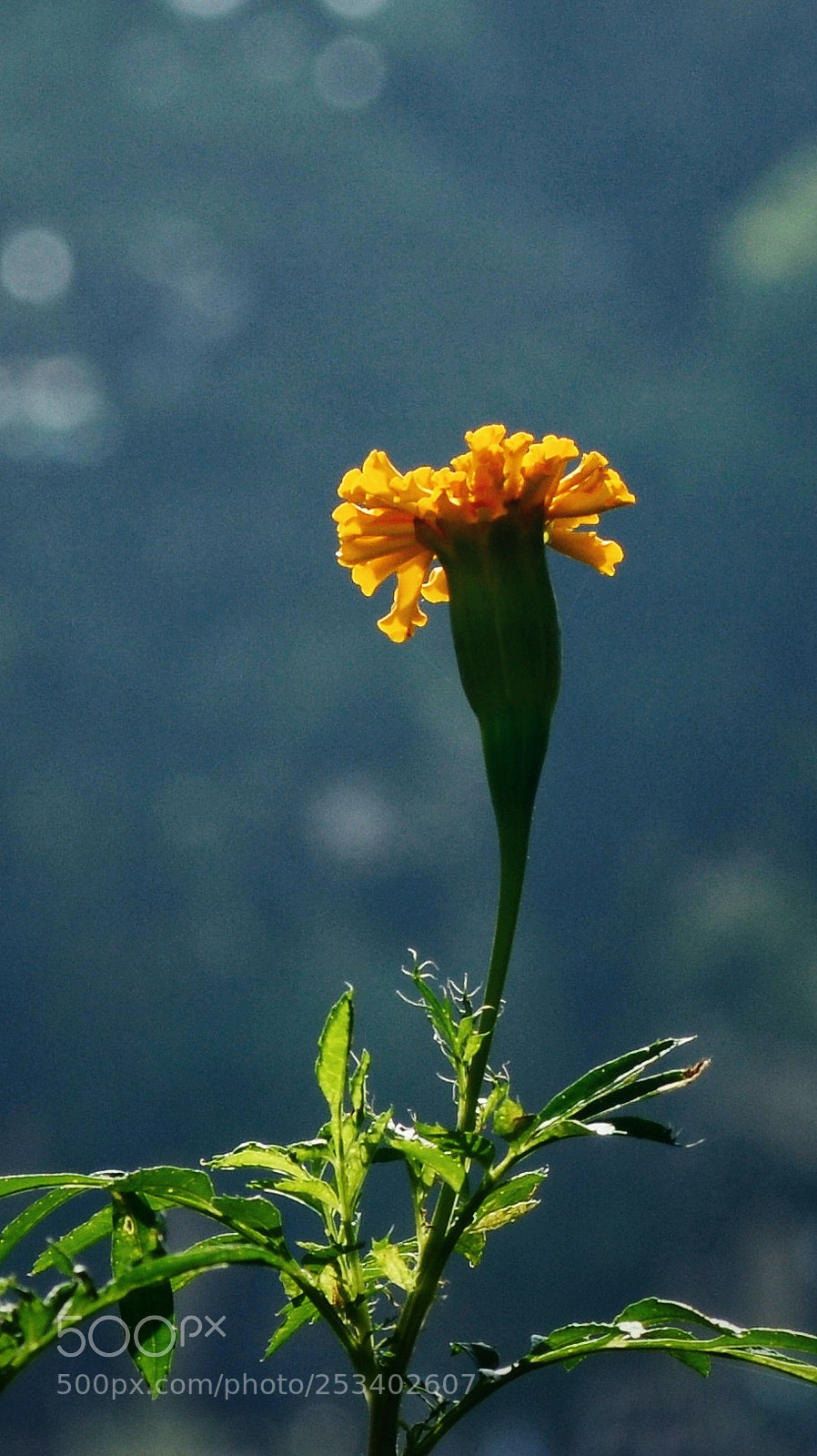 Nikon D7100 sample photo. Untitled photography