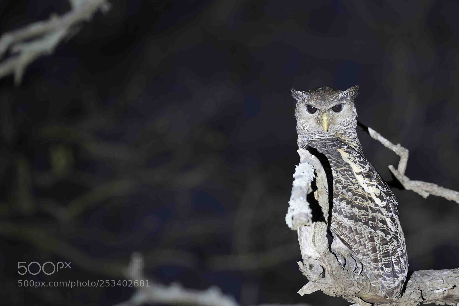 Canon EOS 7D Mark II sample photo. Forest eagle owl photography