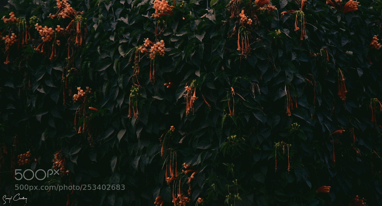 Nikon D3300 sample photo. Leaves & flowers!! photography
