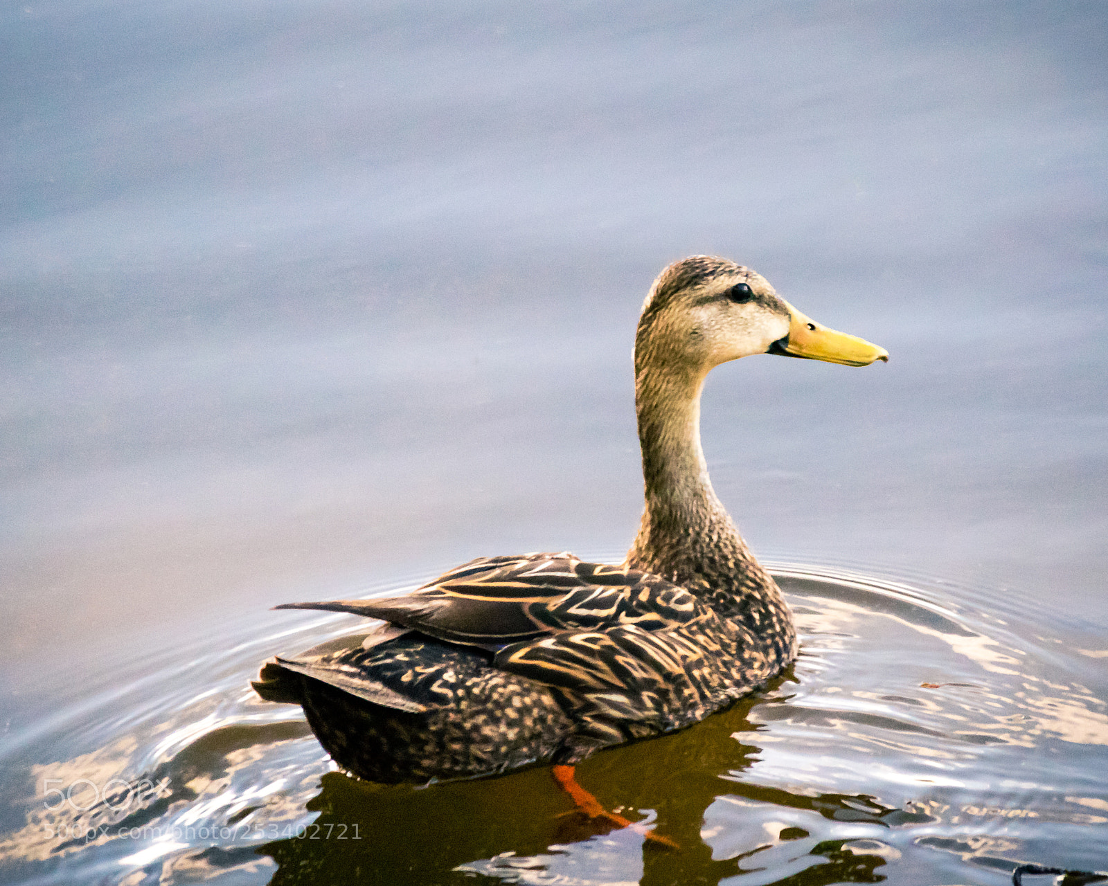 Canon EOS 80D sample photo. Florida duck photography