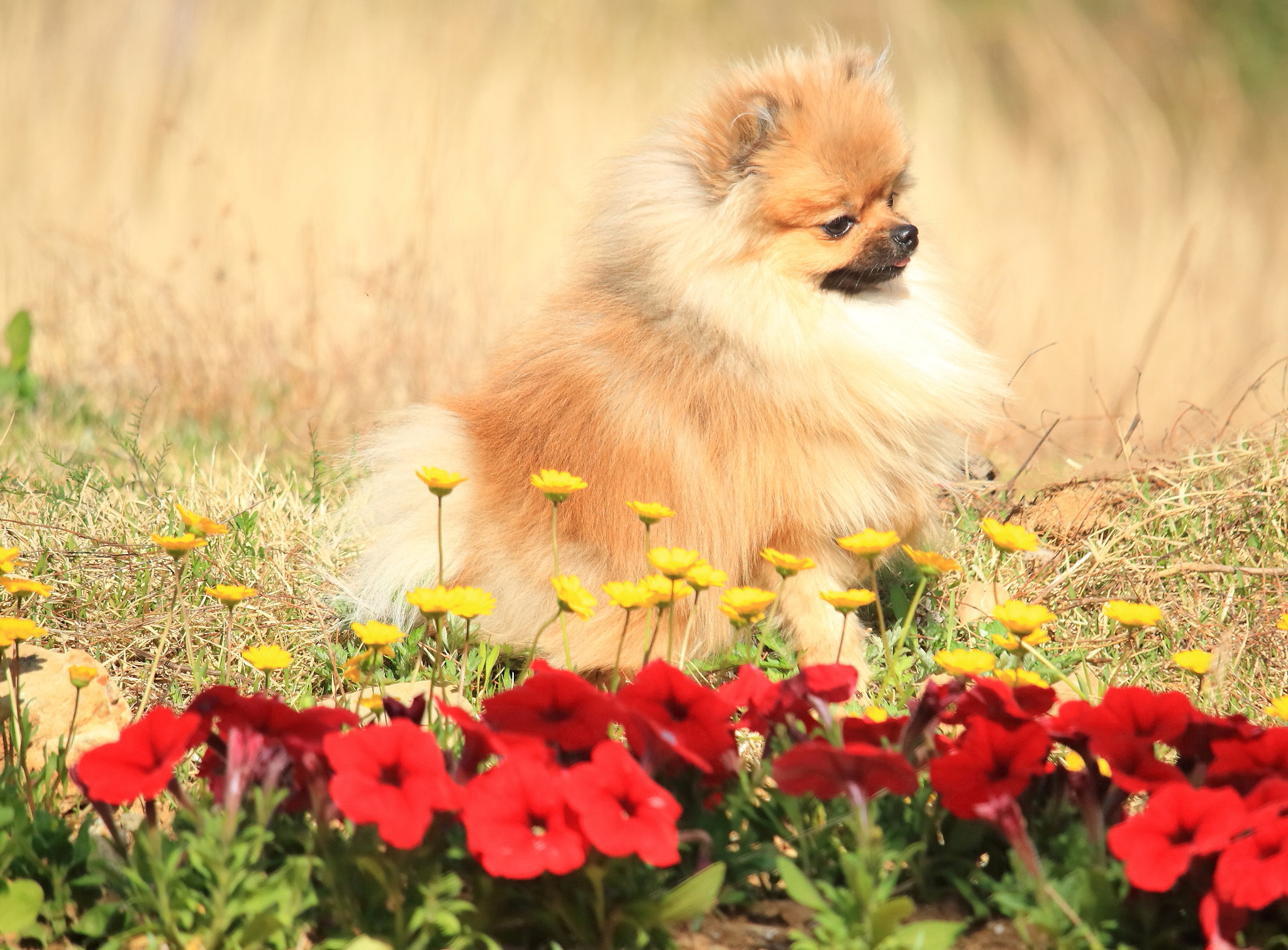 Canon EF-S 55-250mm F4-5.6 IS STM sample photo. In the flower bed photography