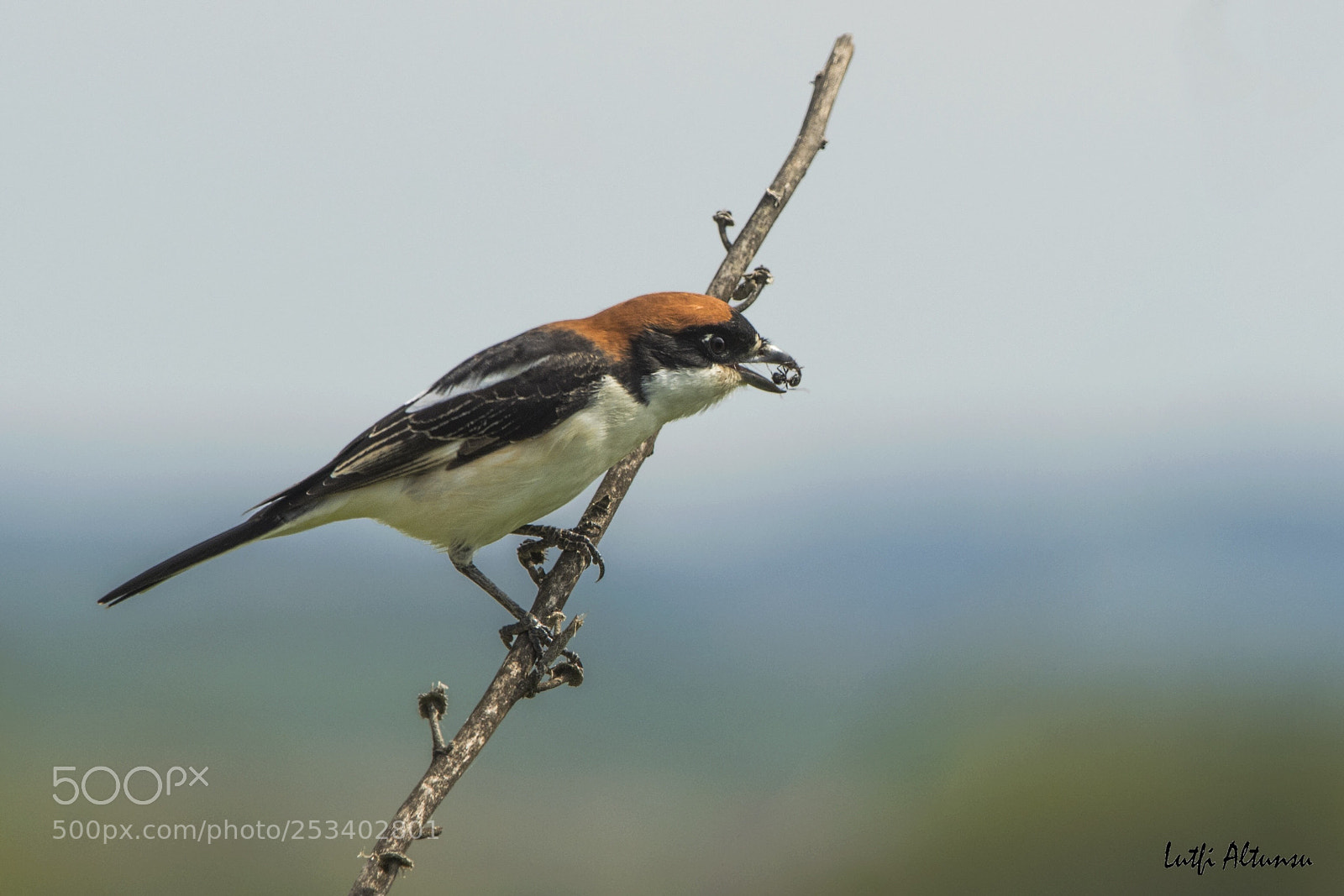 Nikon D500 sample photo. Woodchat shrike k z photography