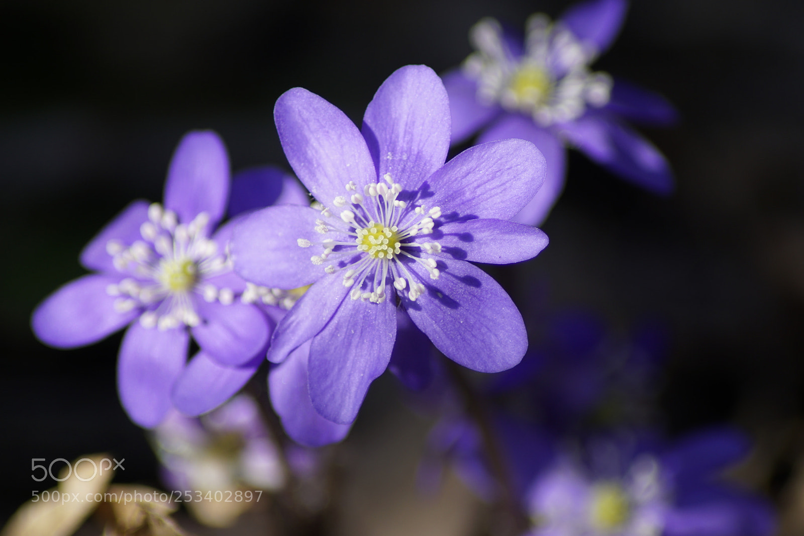 Sony ILCA-77M2 sample photo. Violets photography