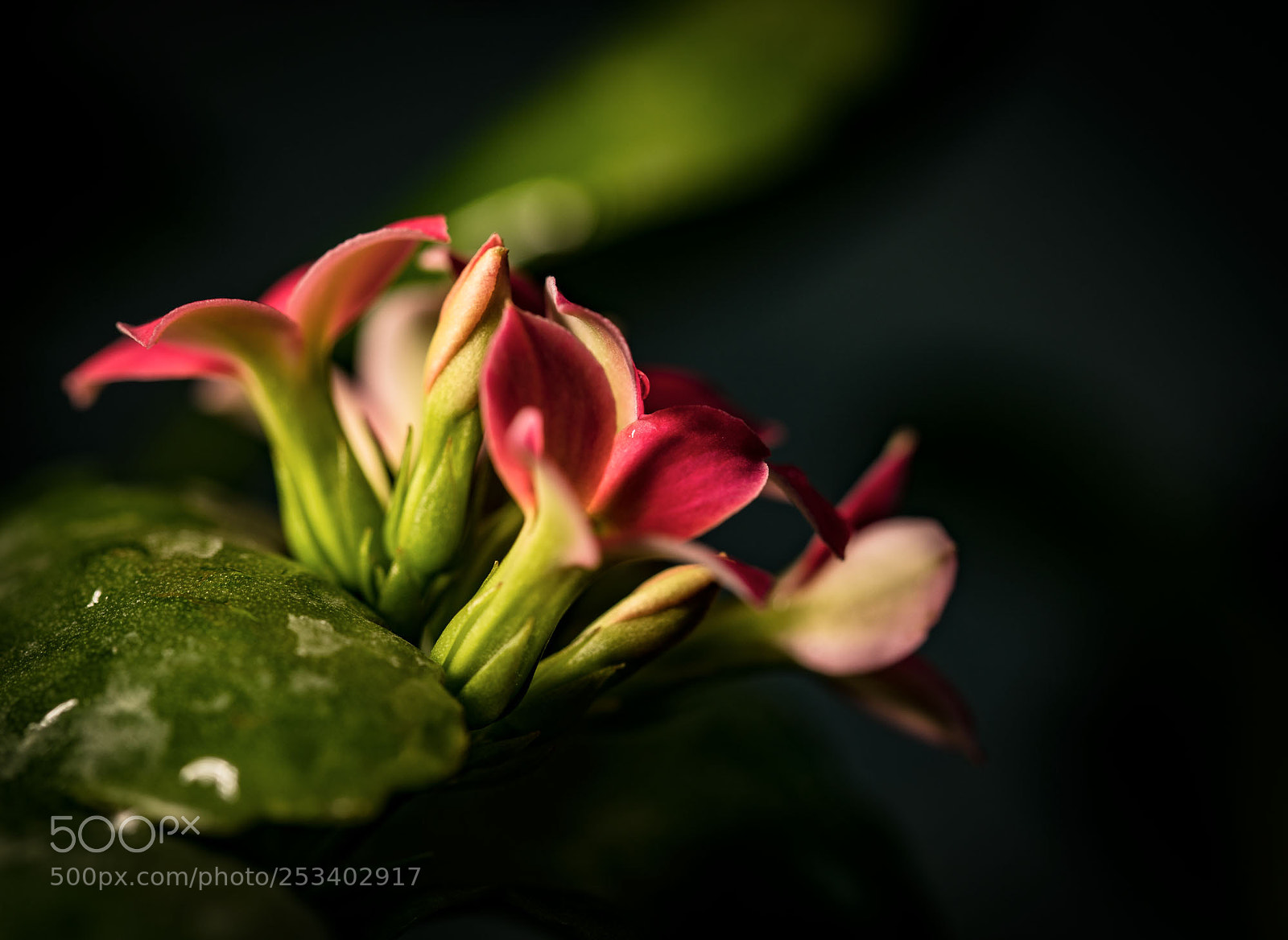 Canon EOS 5D Mark IV sample photo. Untitled photography