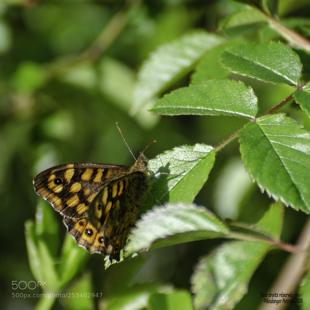 Nikon D7000 sample photo. Papillon photography