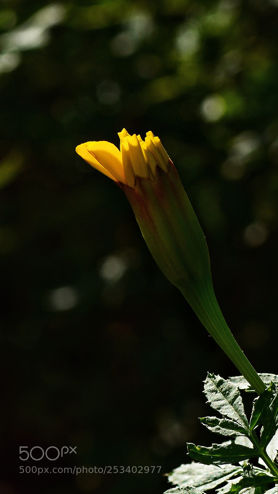 Nikon D7100 sample photo. Untitled photography