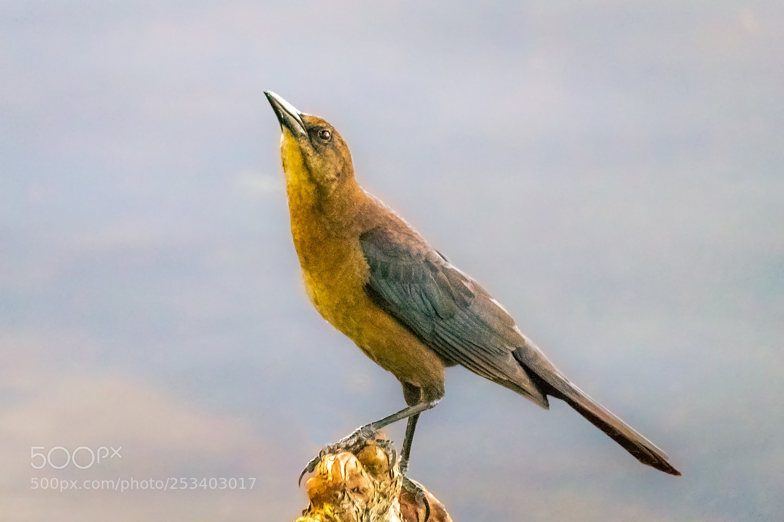 Canon EOS 80D sample photo. Boat-tailed grackle photography
